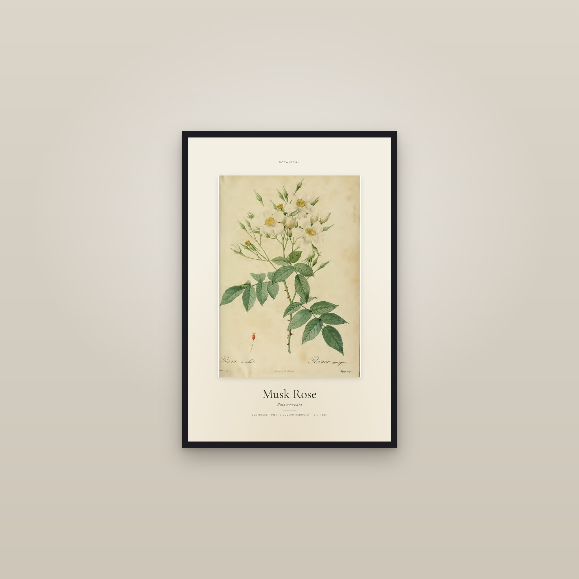 Musk Rose — Specimen — framed in a gallery setting