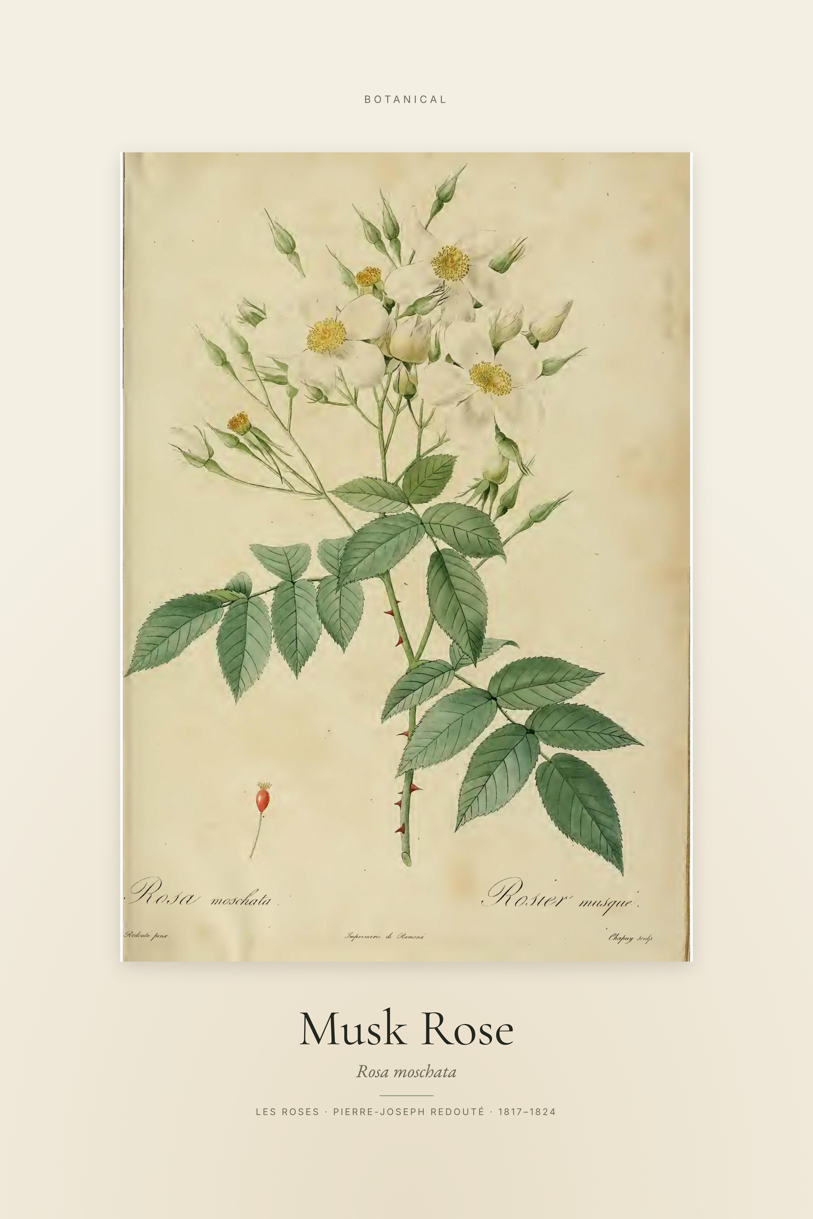 Musk Rose — Specimen