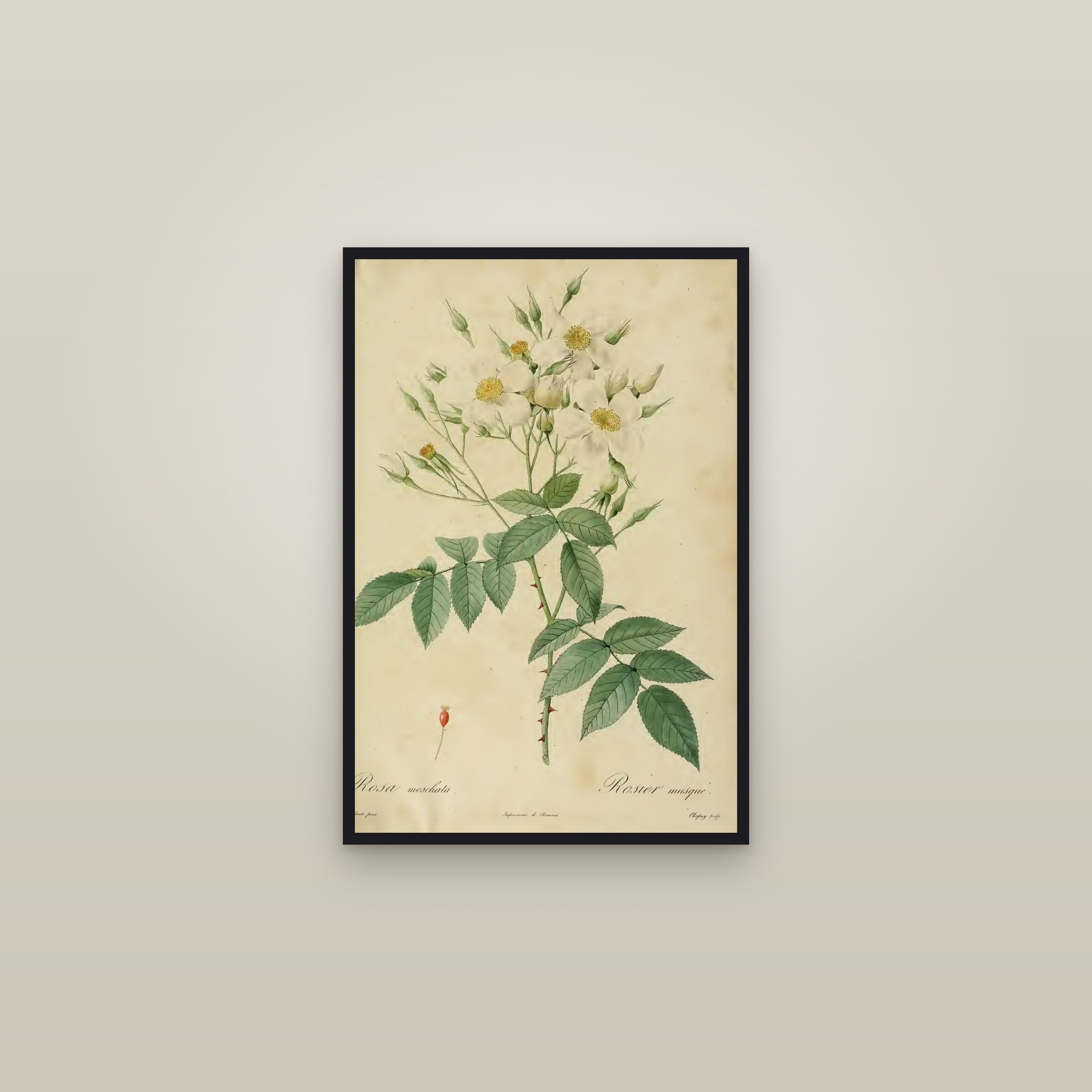 Musk Rose — framed in a gallery setting