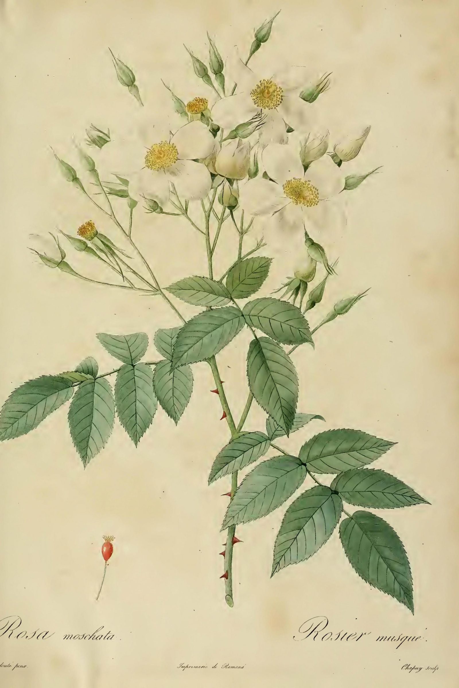 Musk Rose