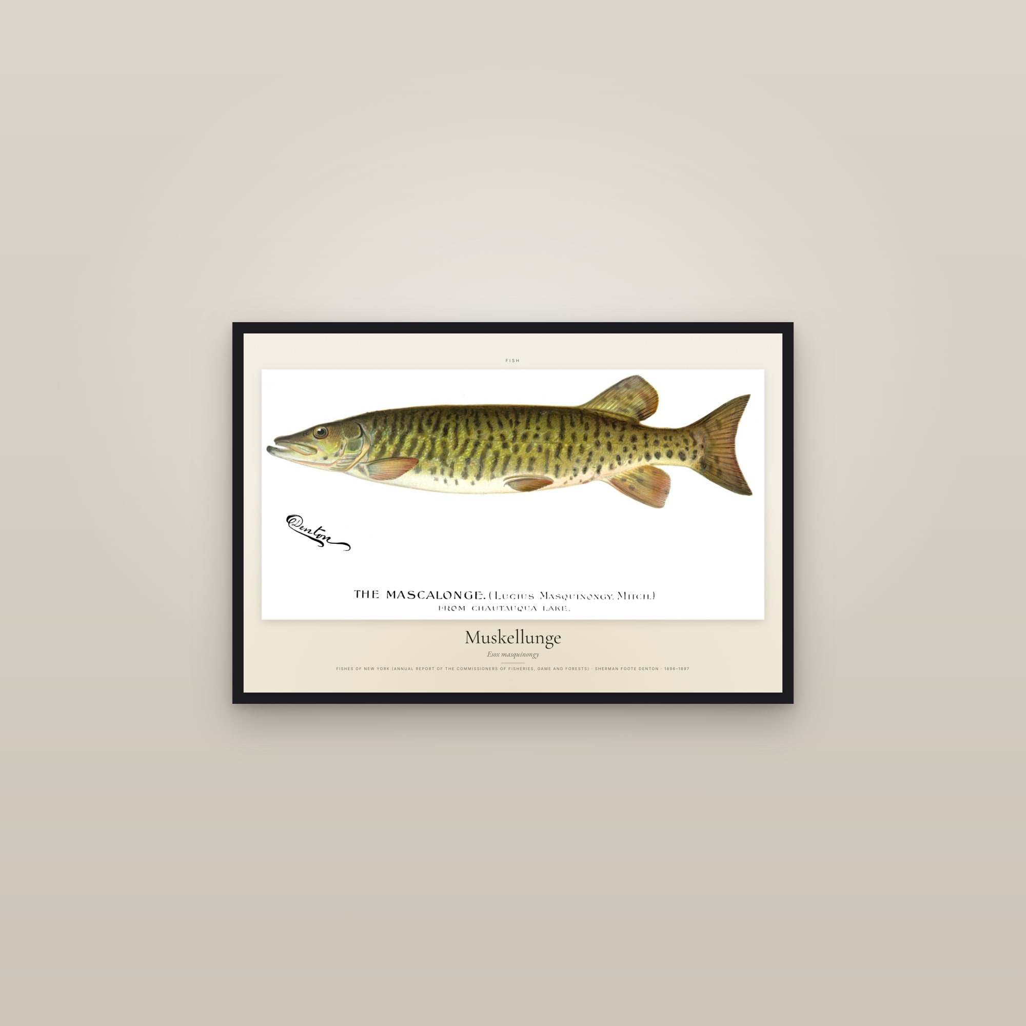 Muskellunge — framed in a gallery setting
