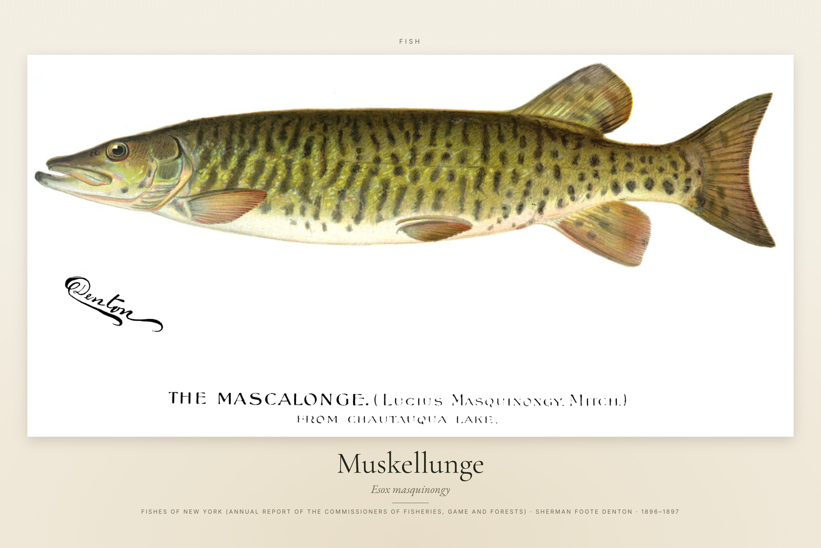 Muskellunge