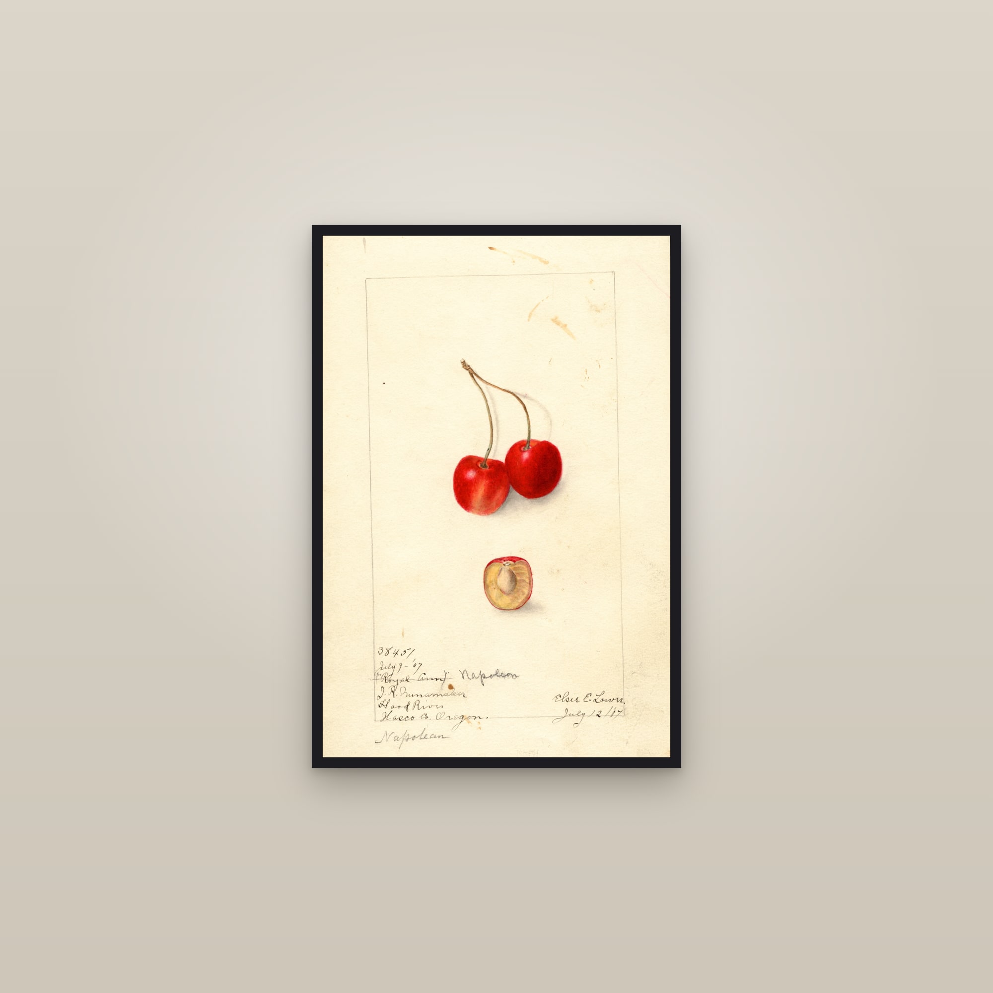 Napoleon Cherry — framed in a gallery setting