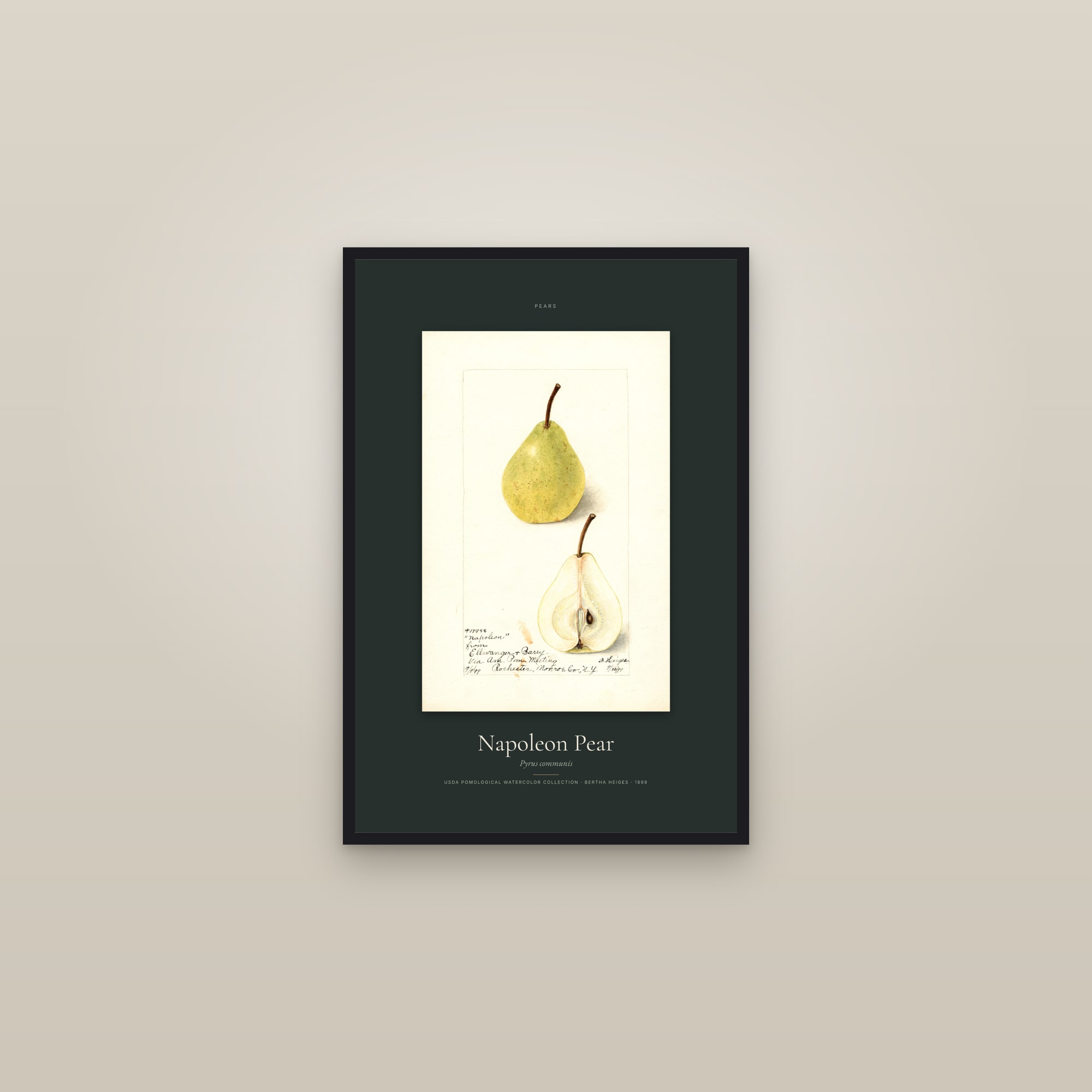 Napoleon Pear — Specimen — framed in a gallery setting
