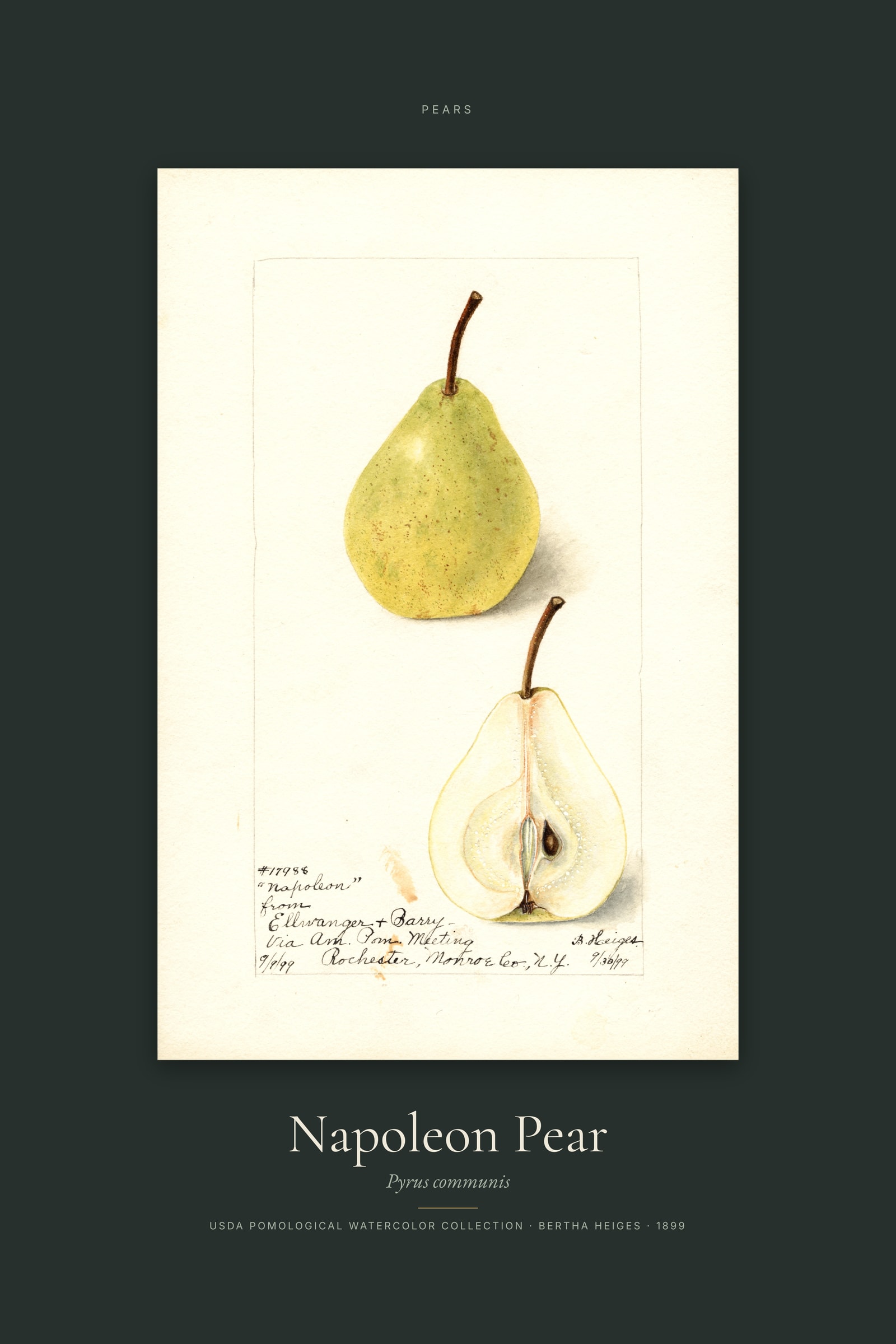 Napoleon Pear — Specimen