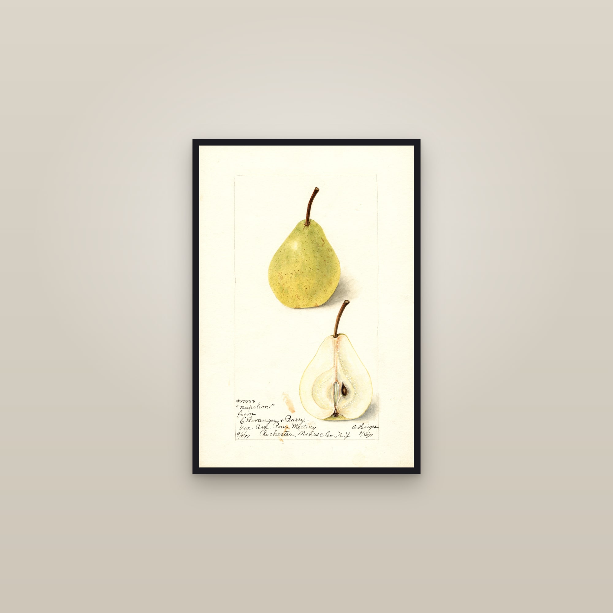 Napoleon Pear — framed in a gallery setting
