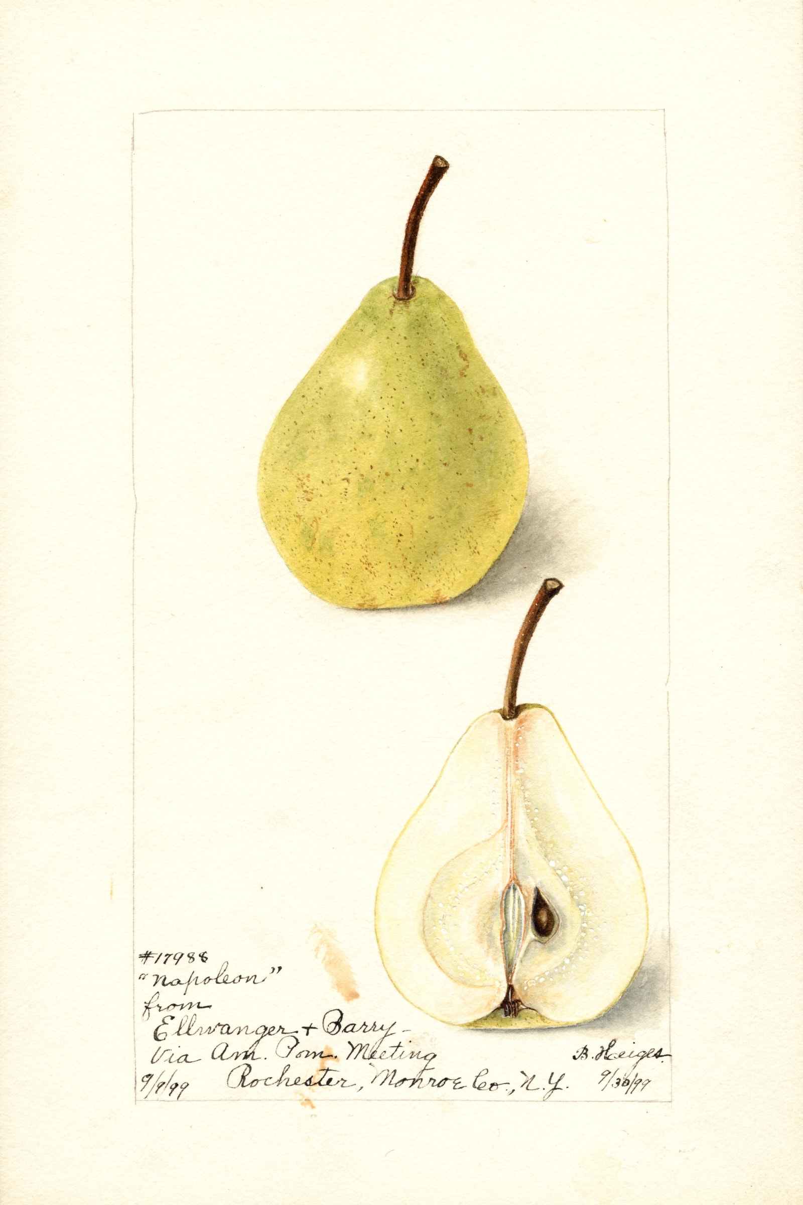 Napoleon Pear