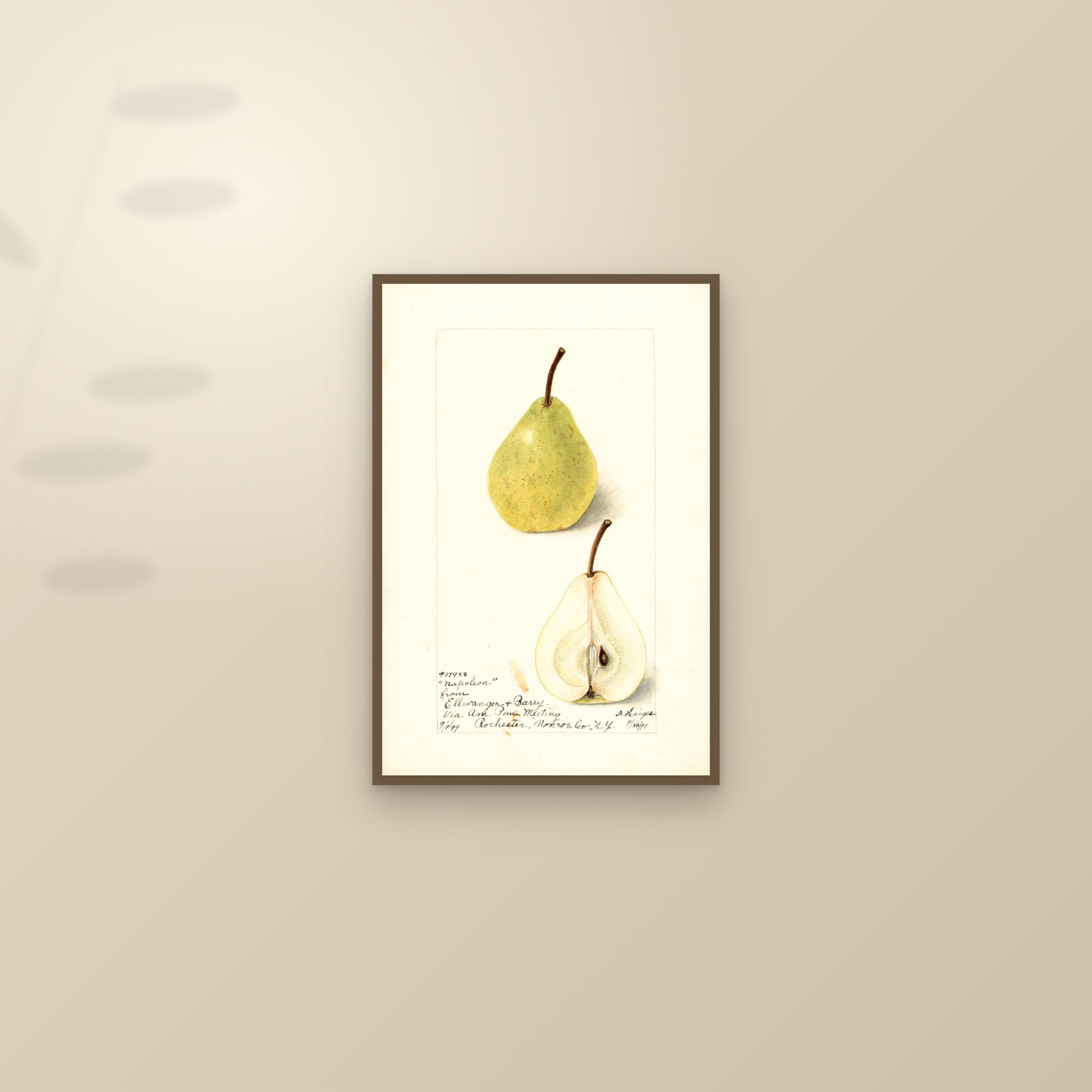 Napoleon Pear — framed and styled on a sunlit wall