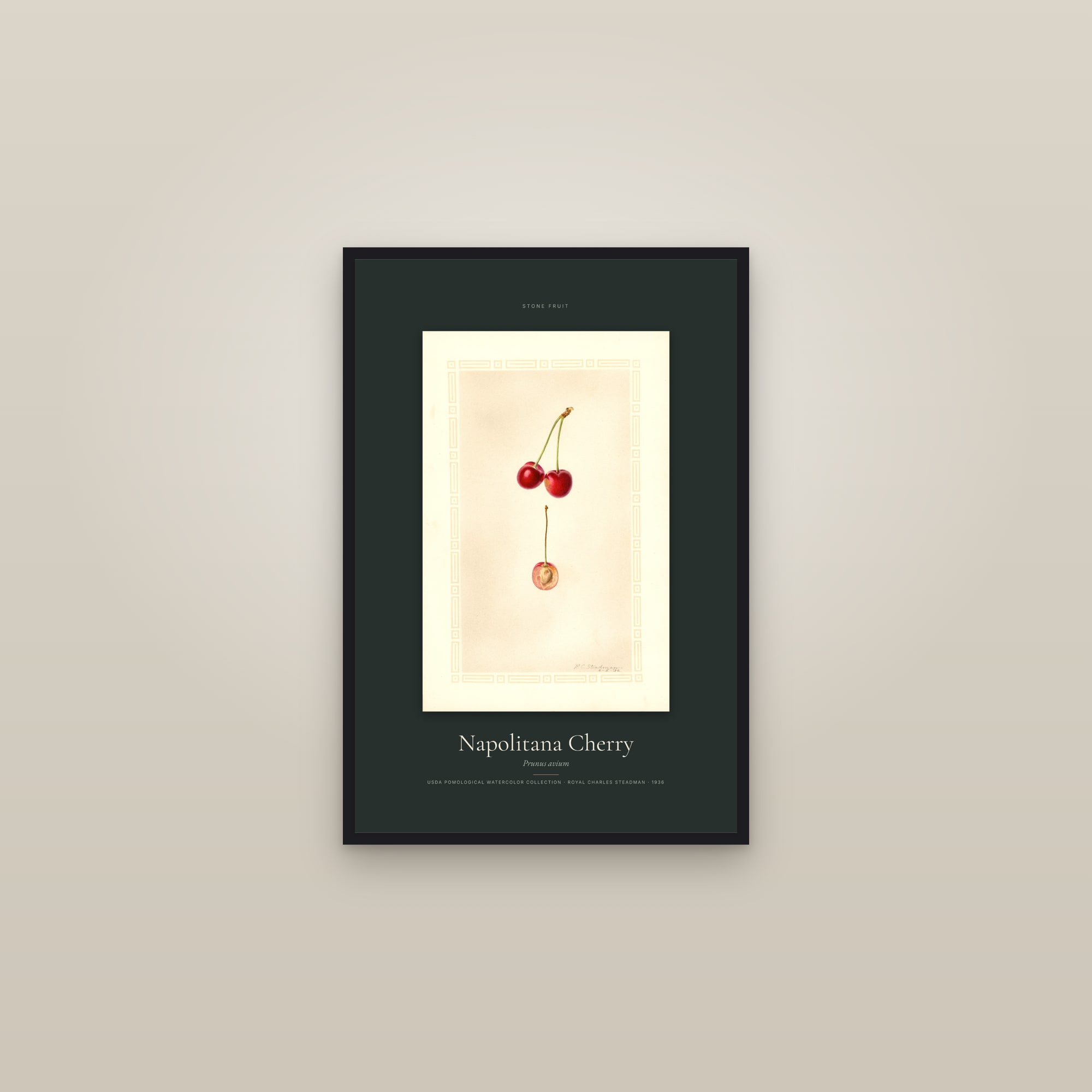 Napolitana Cherry — Specimen — framed in a gallery setting