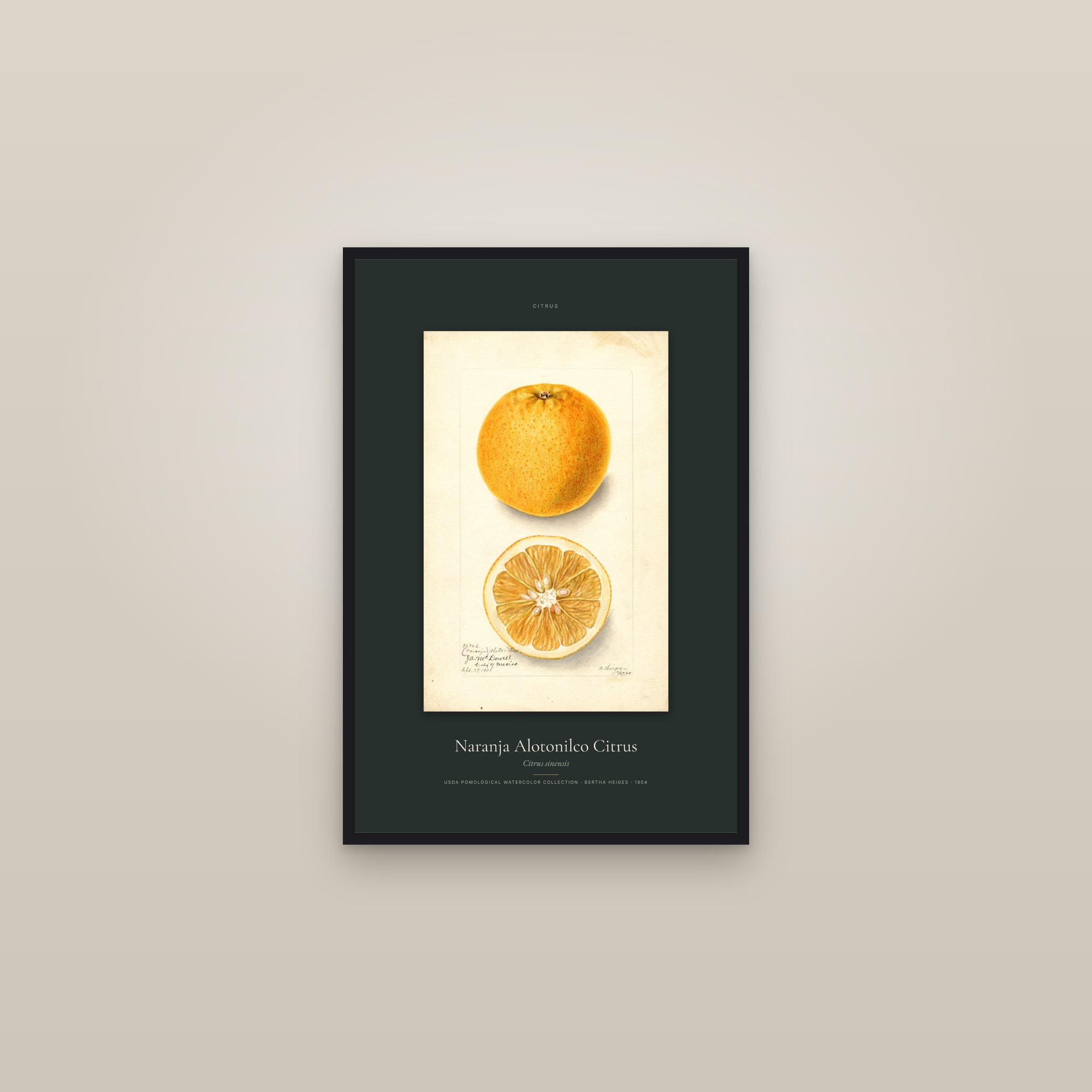 Naranja Alotonilco Citrus — Specimen — framed in a gallery setting
