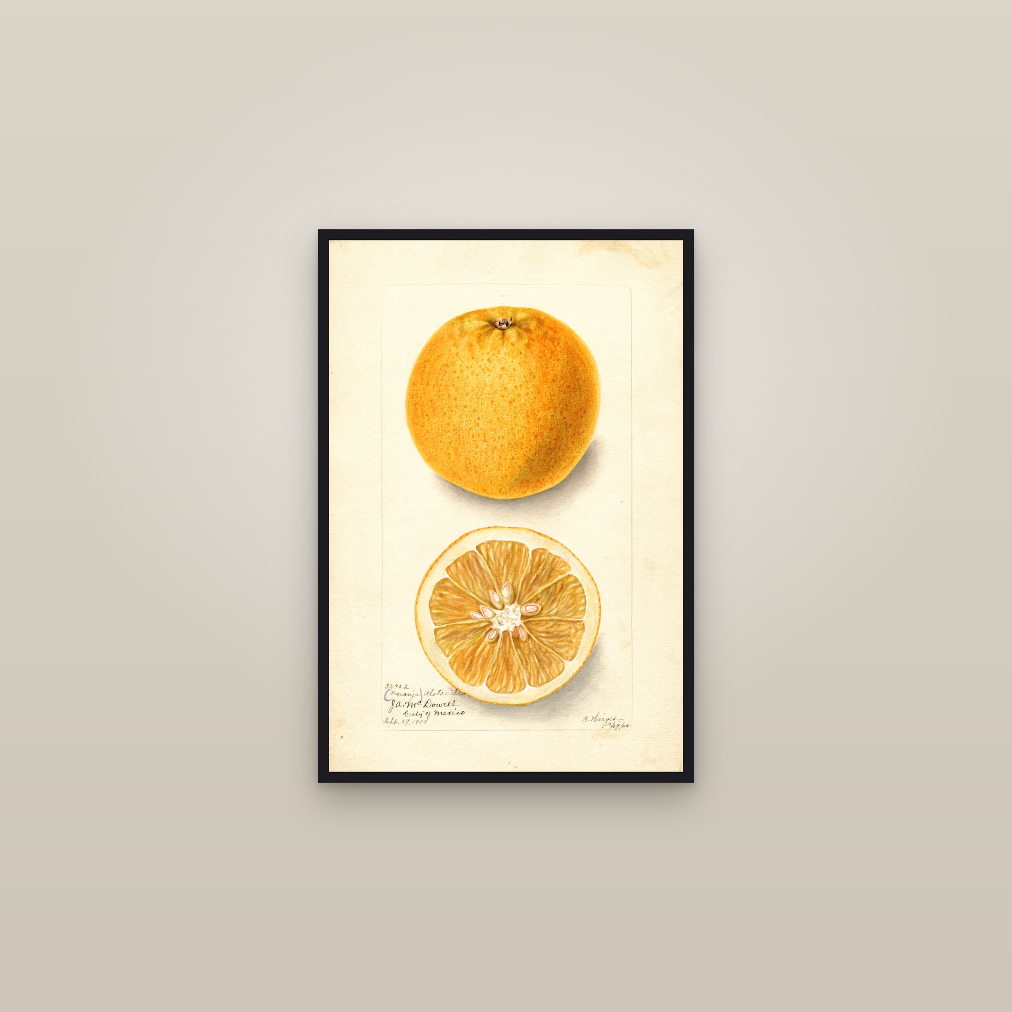 Naranja Alotonilco Citrus — framed in a gallery setting