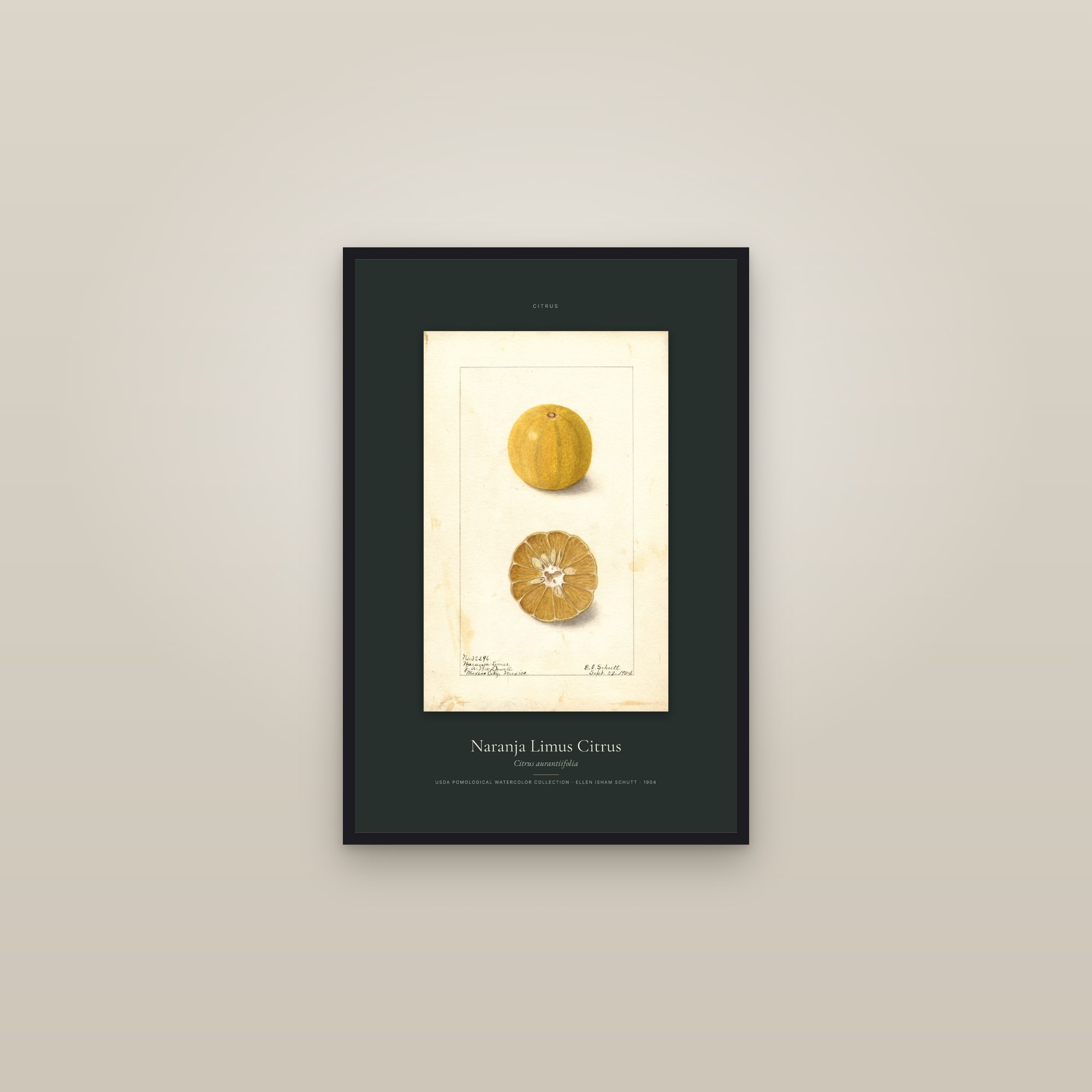 Naranja Limus Citrus — Specimen — framed in a gallery setting