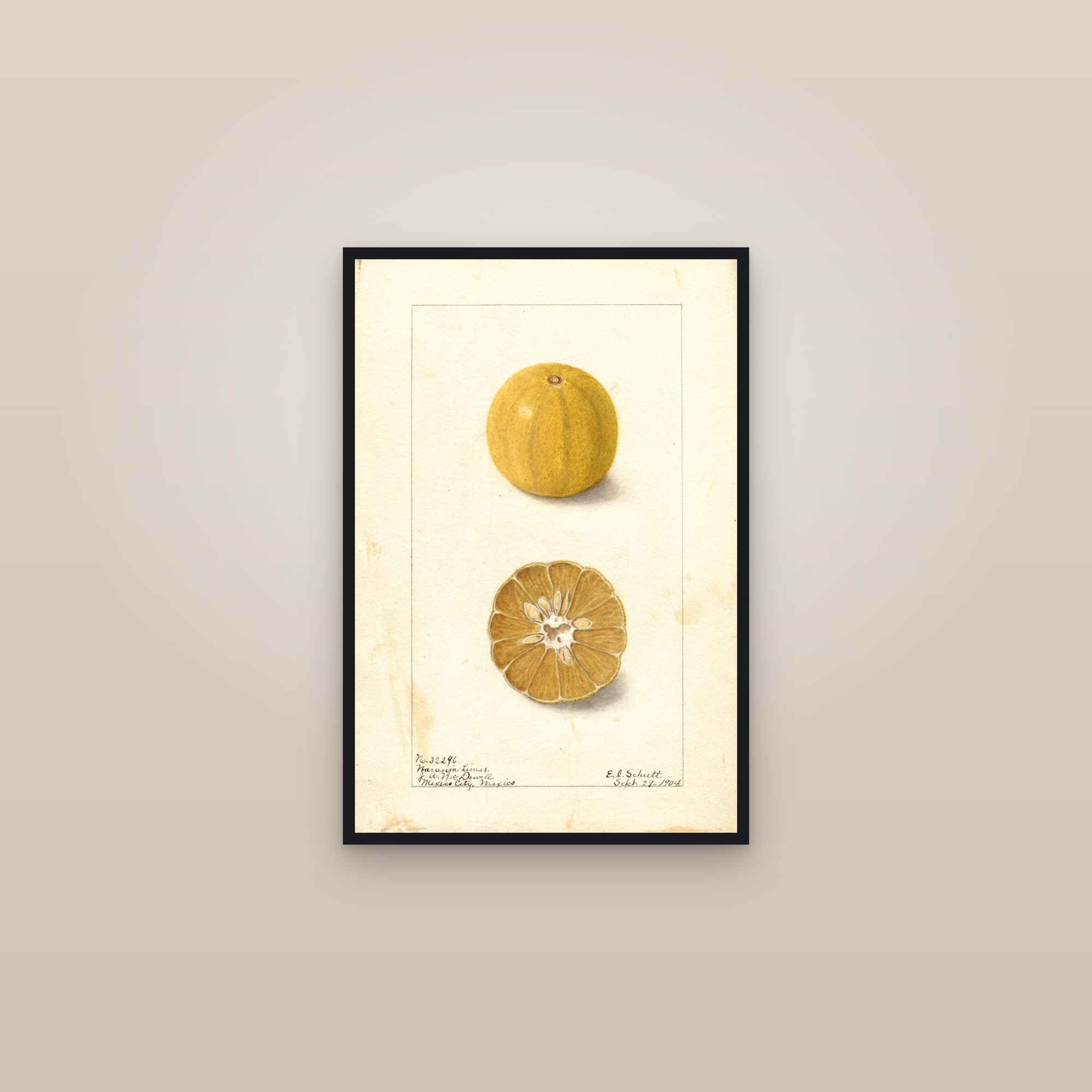 Naranja Limus Citrus — framed in a gallery setting