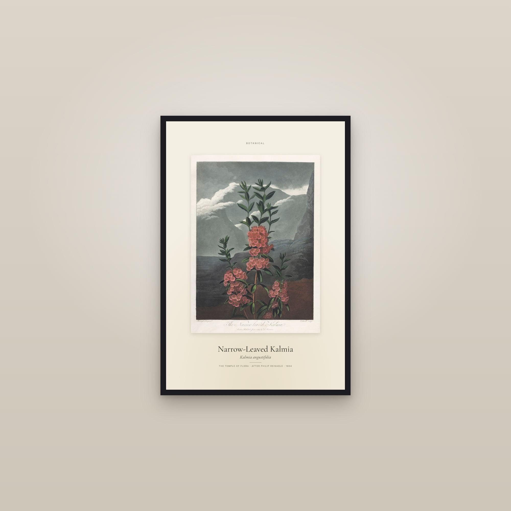 Narrow-Leaved Kalmia — Specimen — framed in a gallery setting