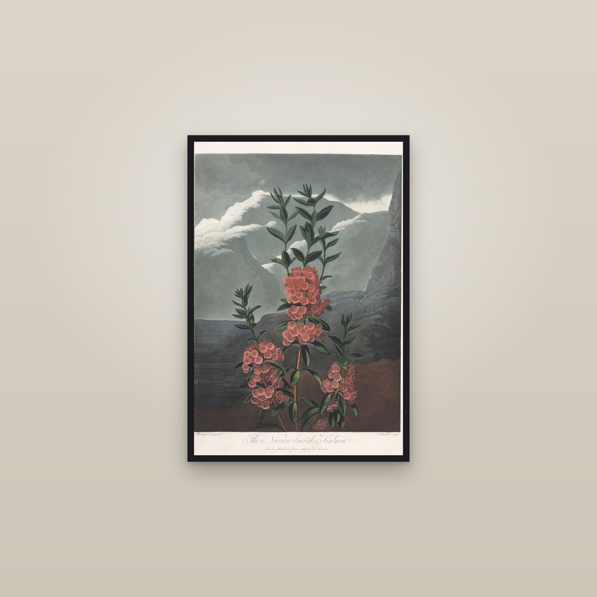 Narrow-Leaved Kalmia — framed in a gallery setting