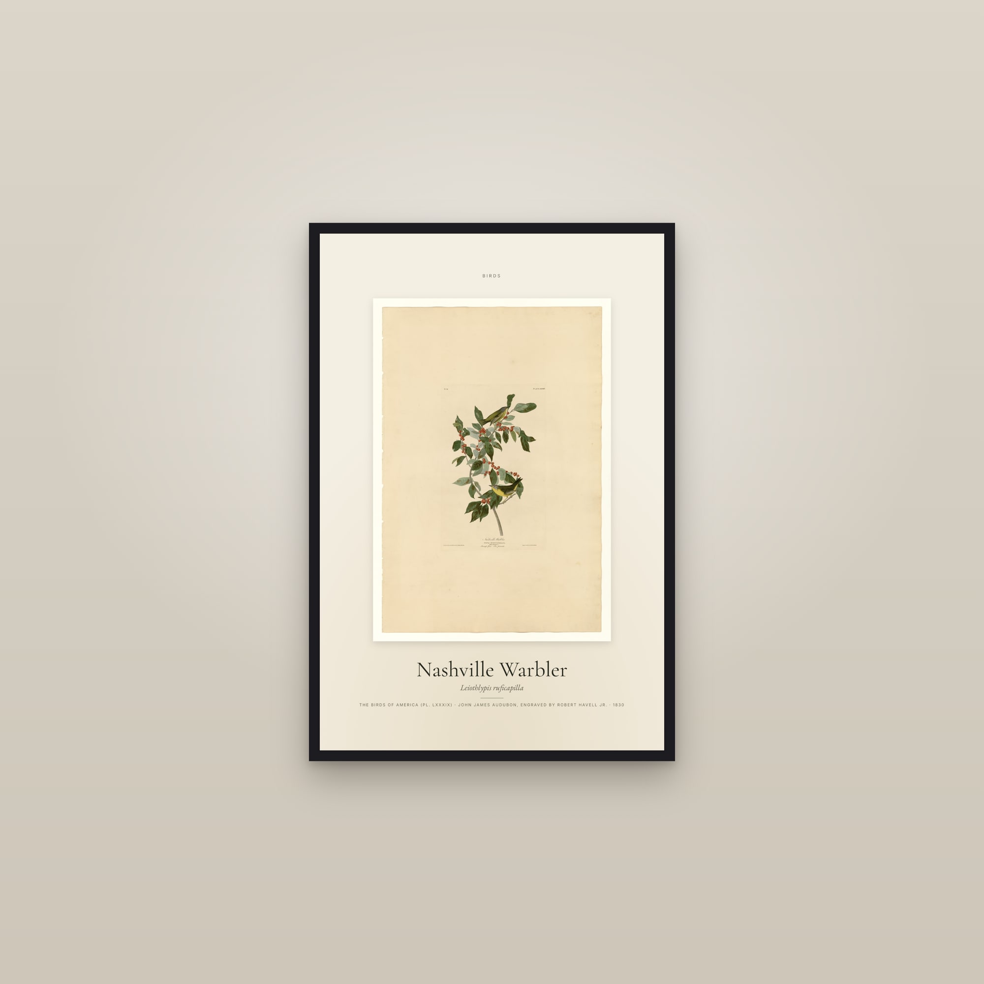 Nashville Warbler — Specimen — framed in a gallery setting