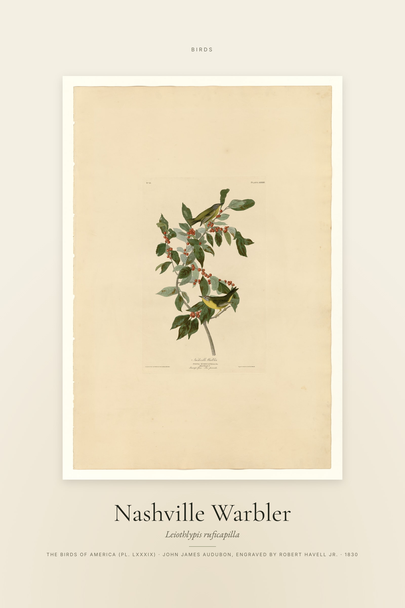 Nashville Warbler — Specimen