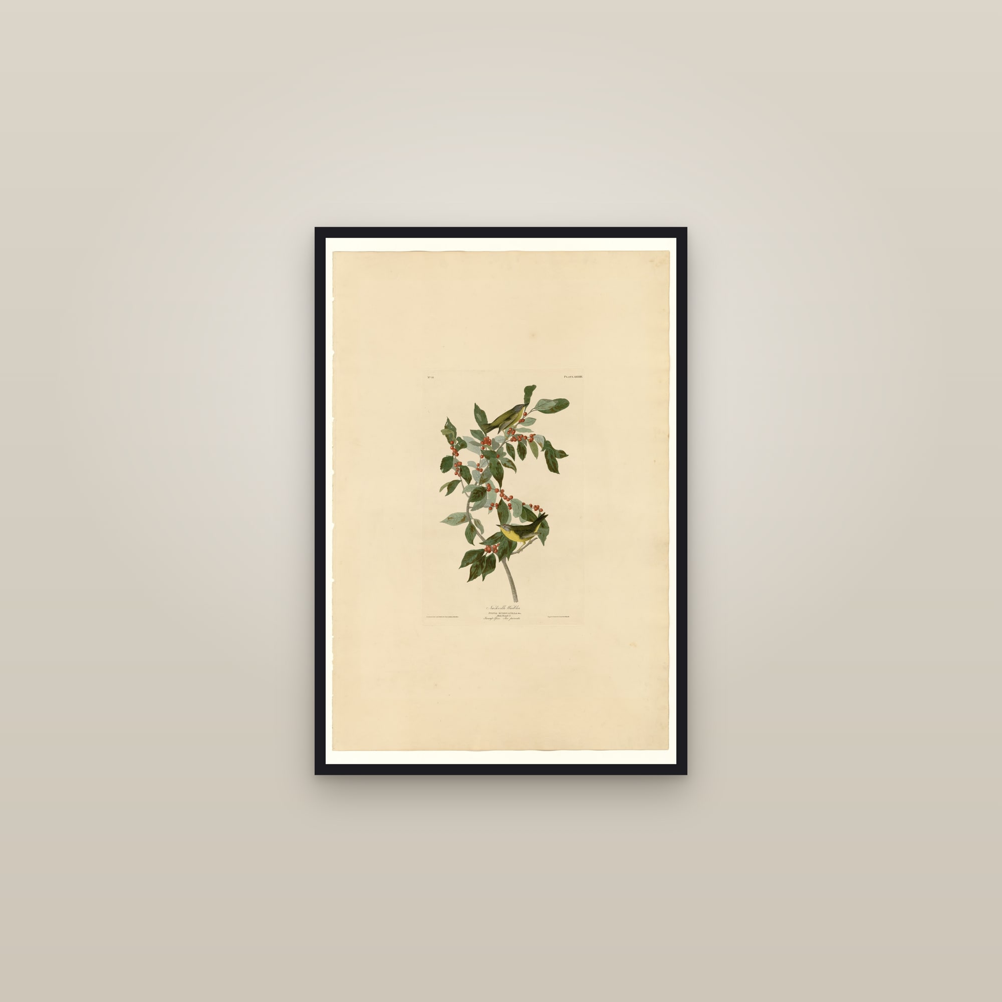 Nashville Warbler — framed in a gallery setting