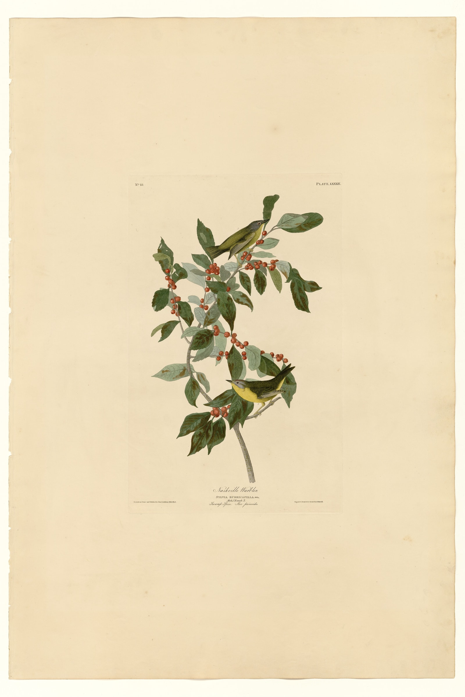 Nashville Warbler