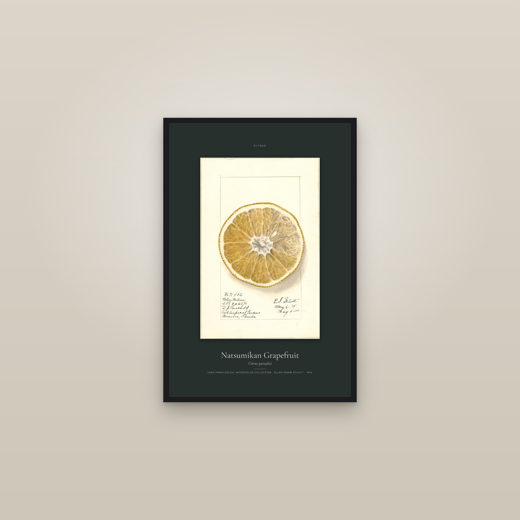 Natsumikan Grapefruit — Specimen — framed in a gallery setting