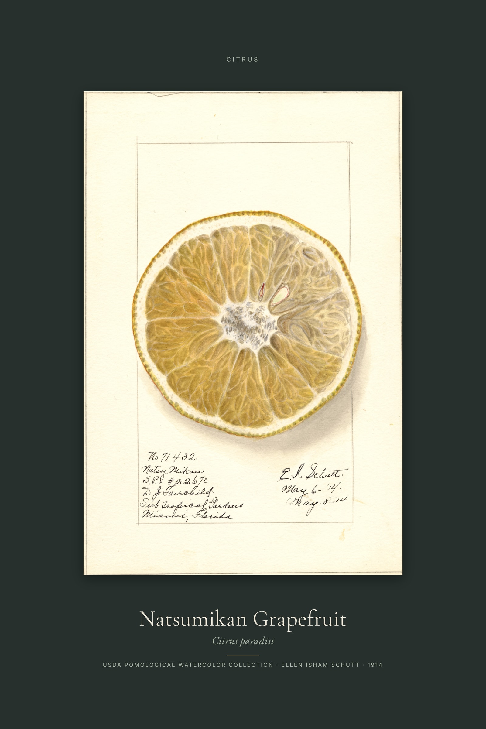Natsumikan Grapefruit — Specimen