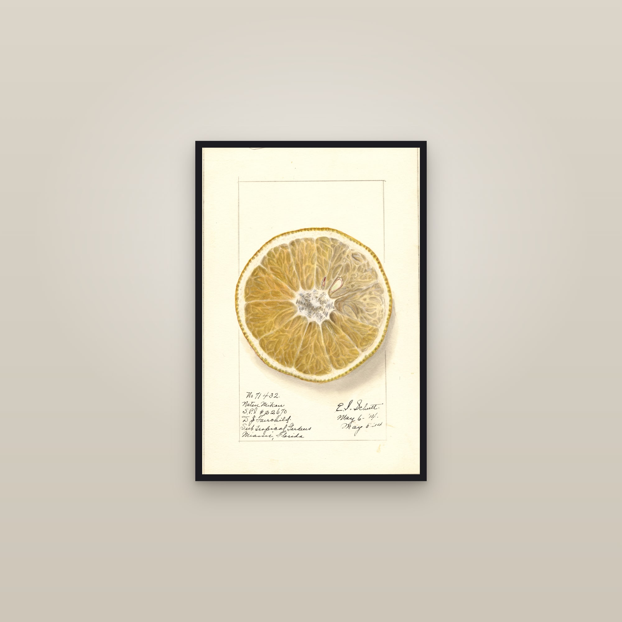 Natsumikan Grapefruit — framed in a gallery setting