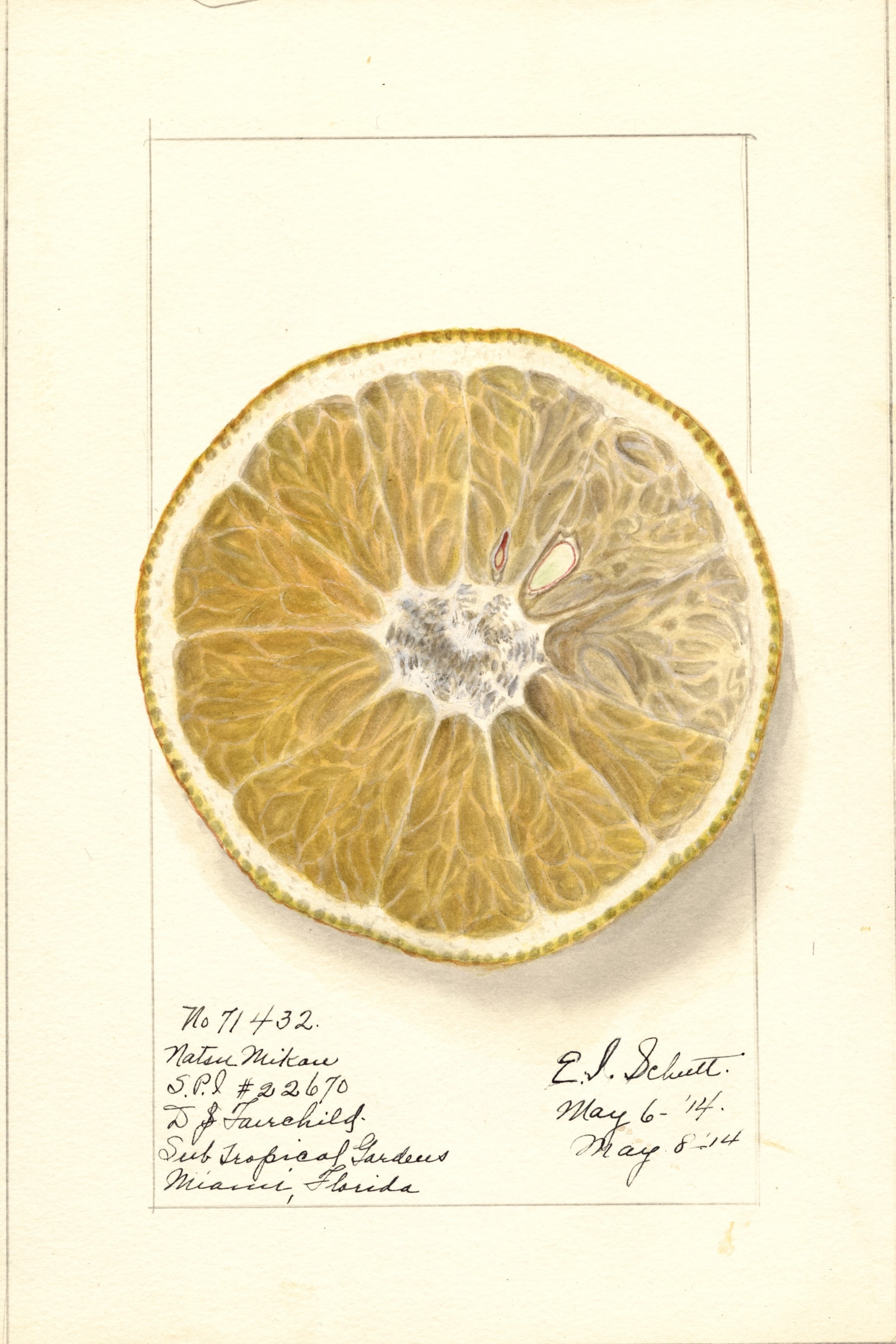 Natsumikan Grapefruit