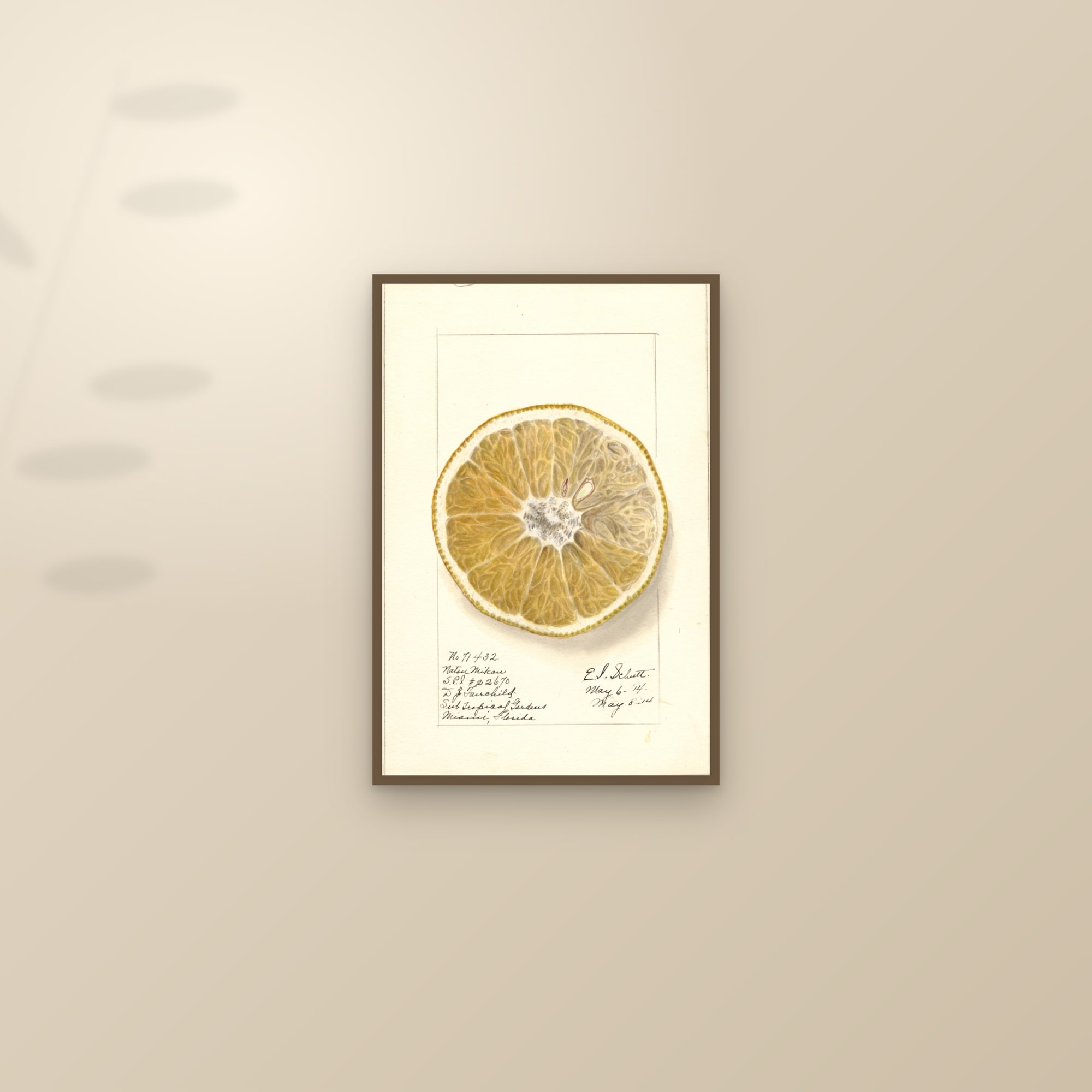 Natsumikan Grapefruit — framed and styled on a sunlit wall