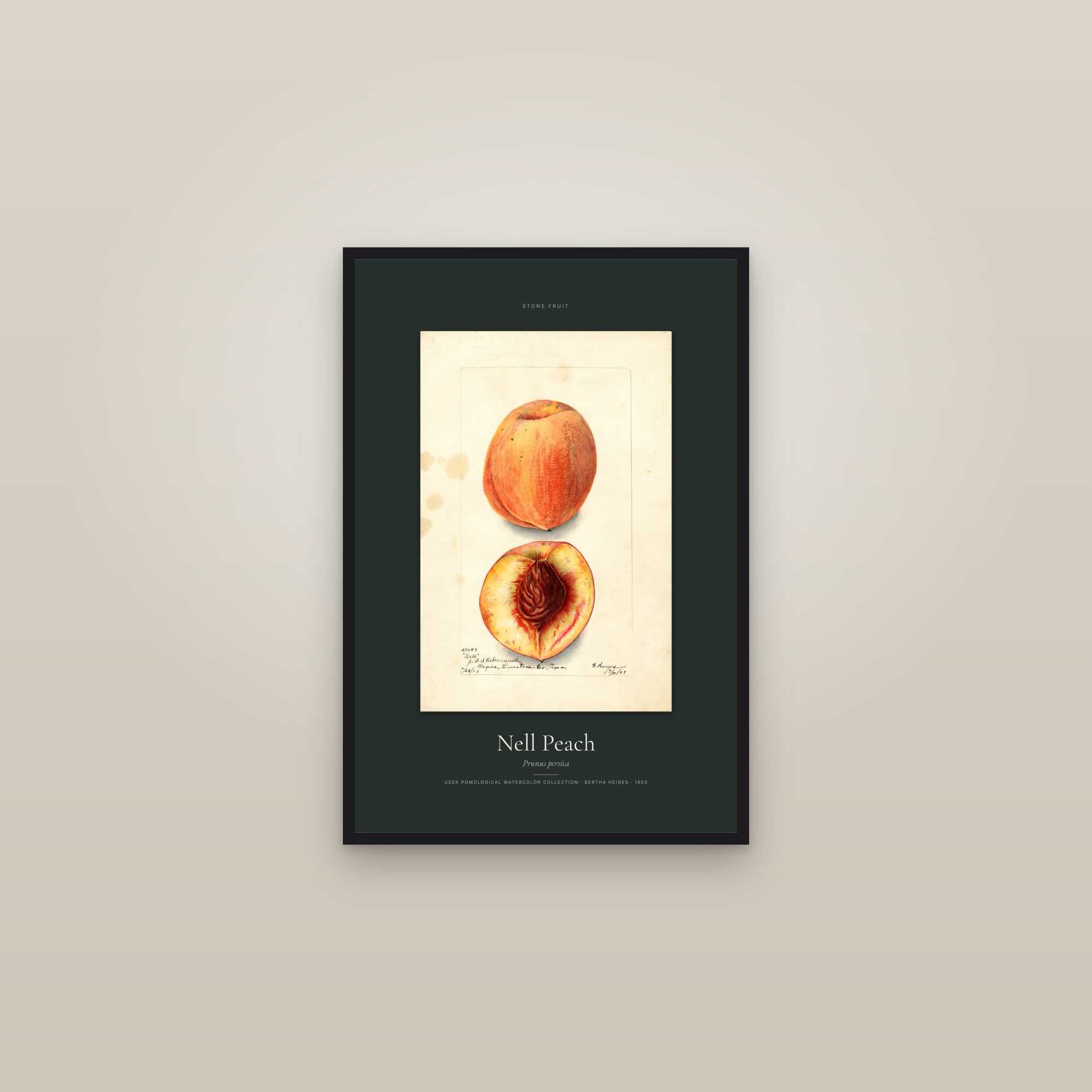 Nell Peach — Specimen — framed in a gallery setting