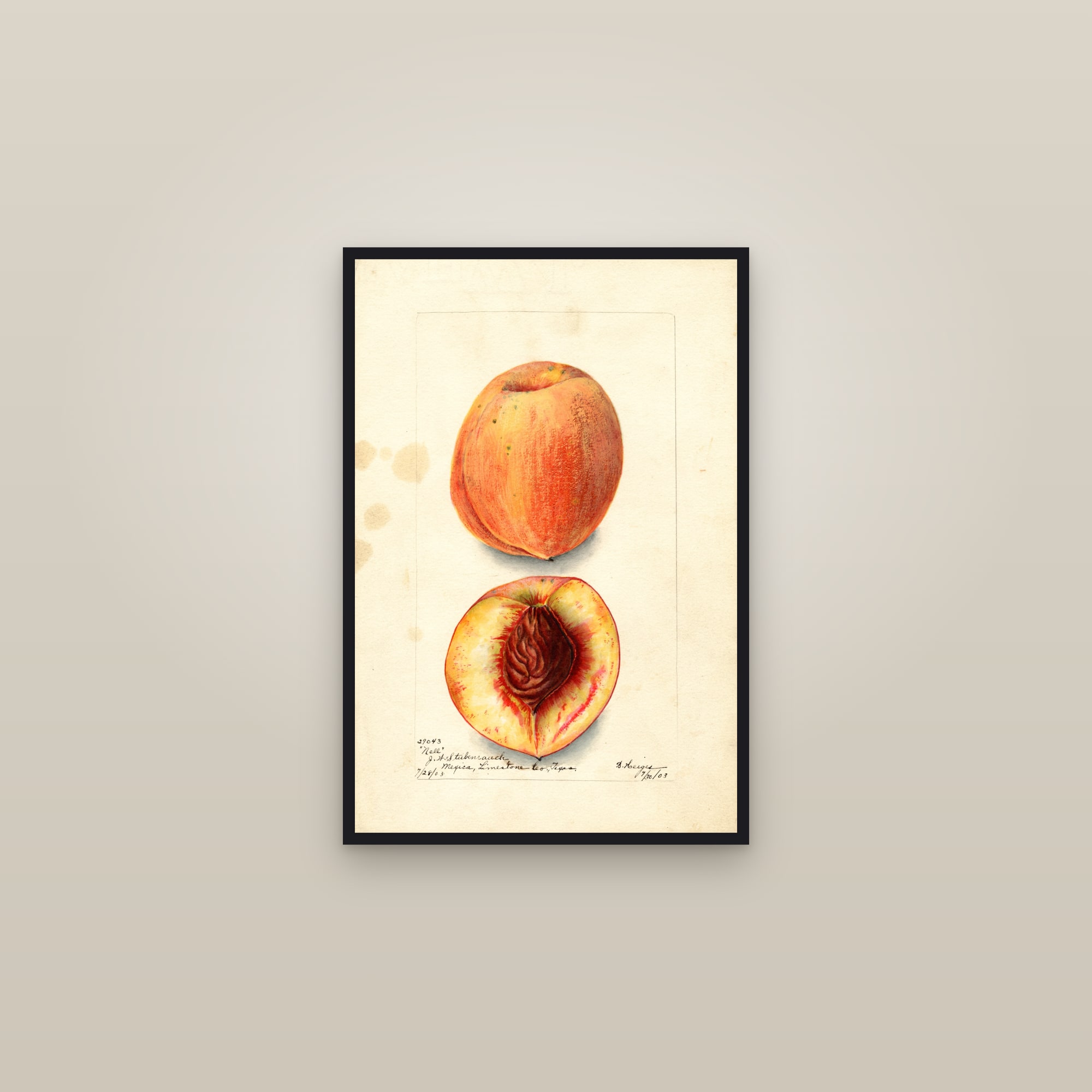Nell Peach — framed in a gallery setting