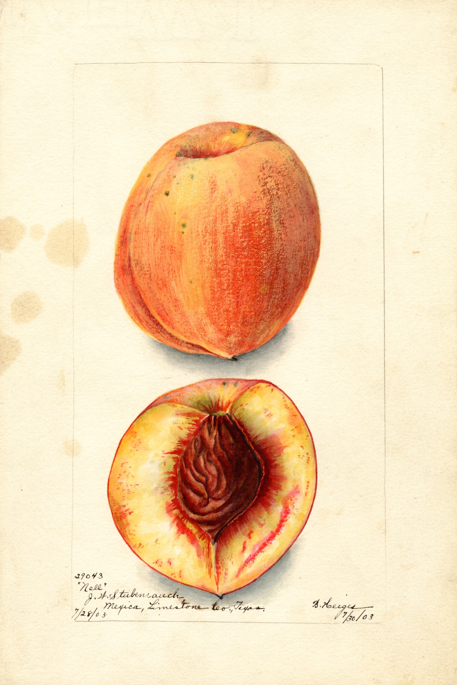 Nell Peach