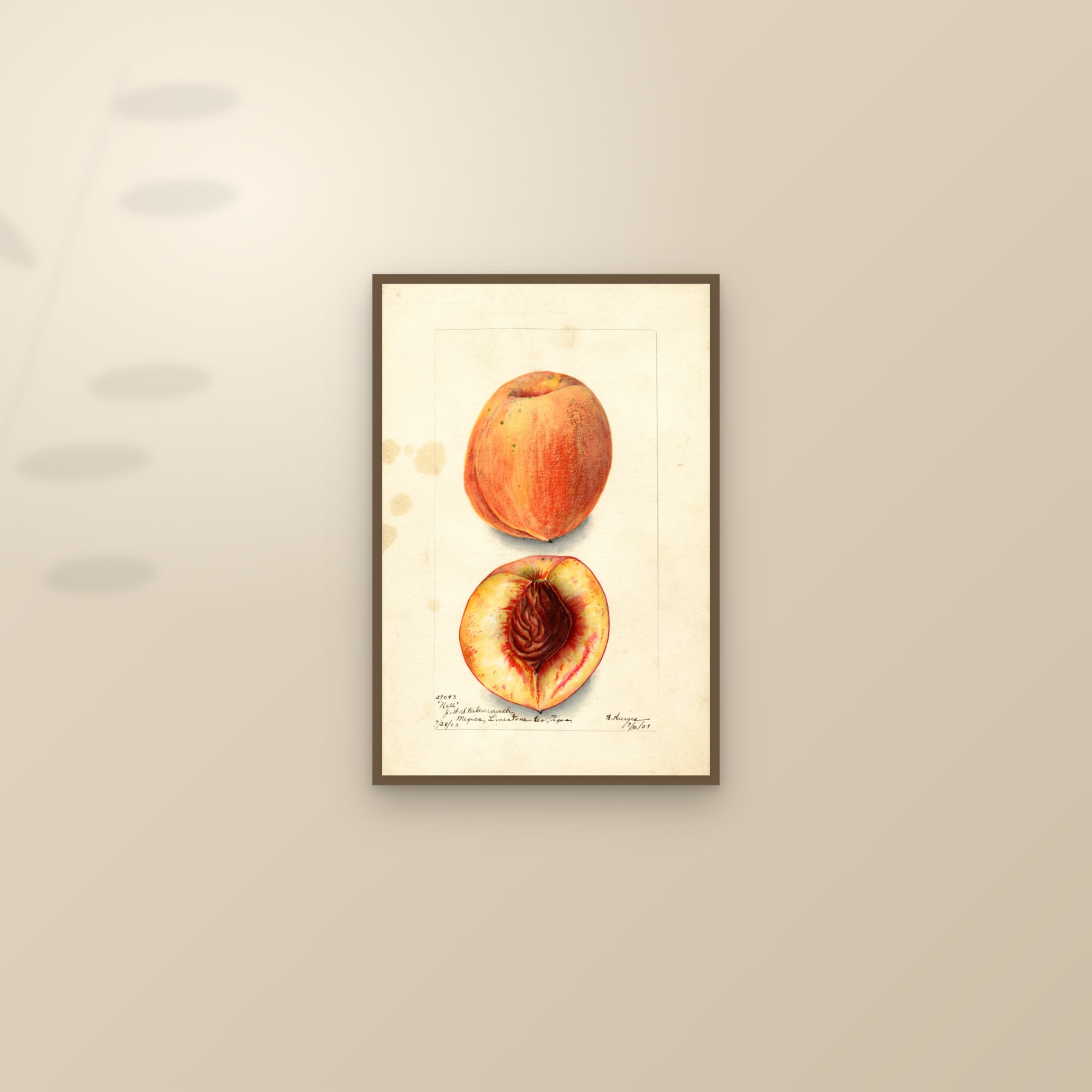 Nell Peach — framed and styled on a sunlit wall