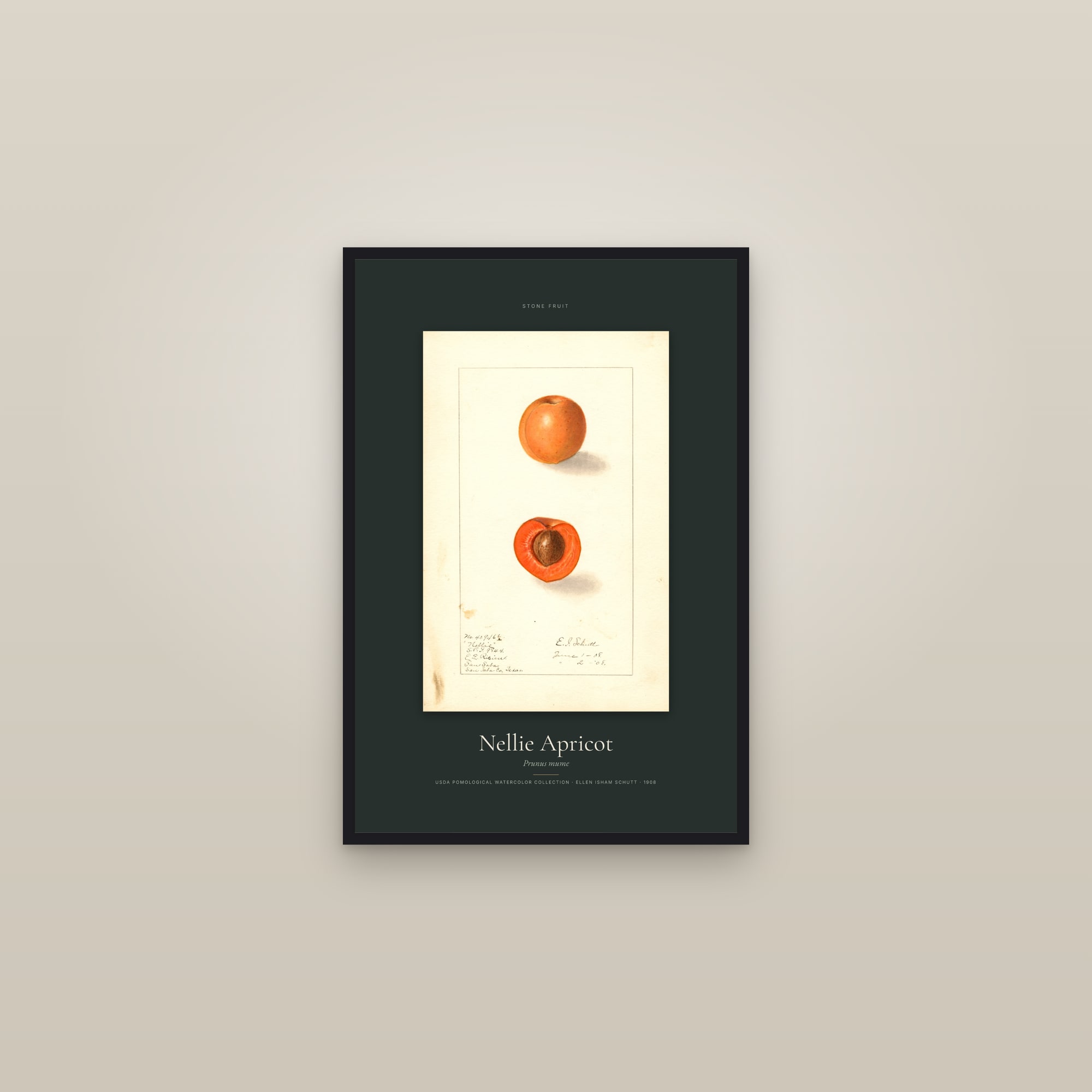 Nellie Apricot — Specimen — framed in a gallery setting