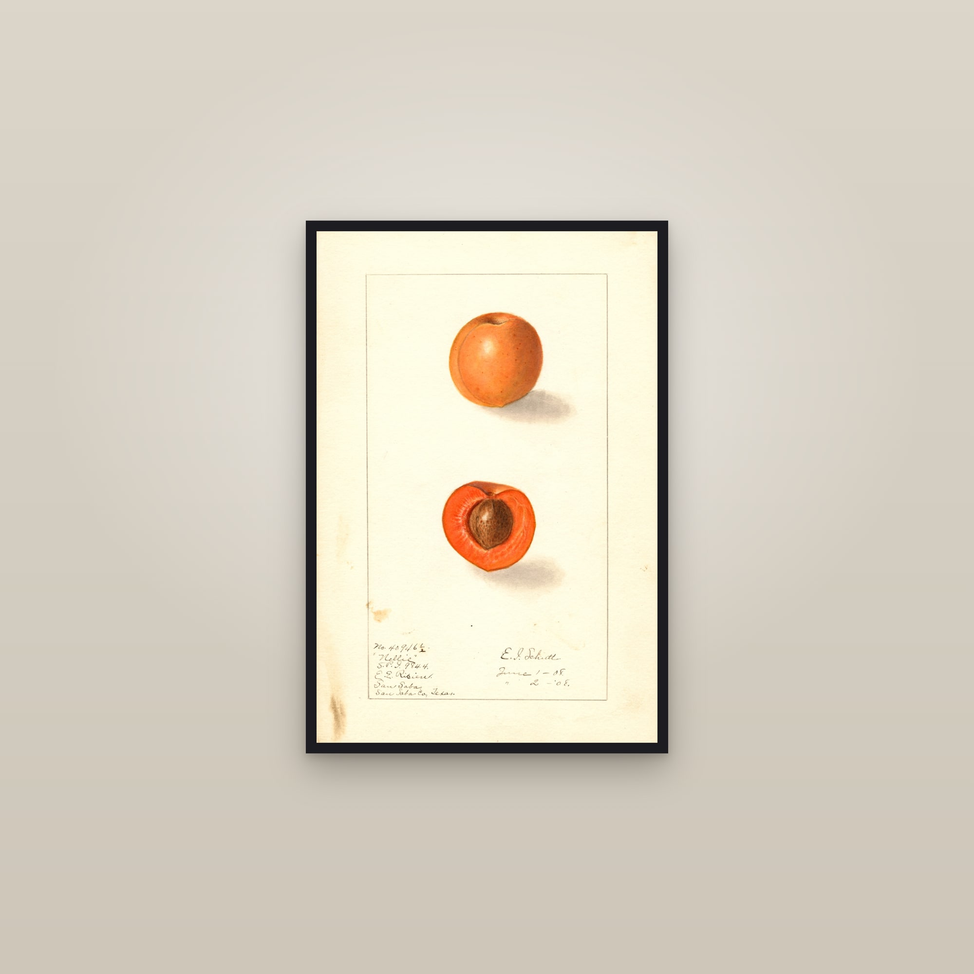 Nellie Apricot — framed in a gallery setting