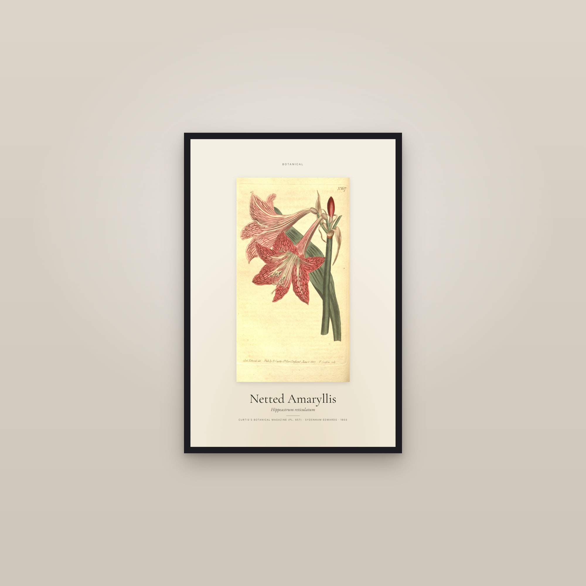 Netted Amaryllis — Specimen — framed in a gallery setting