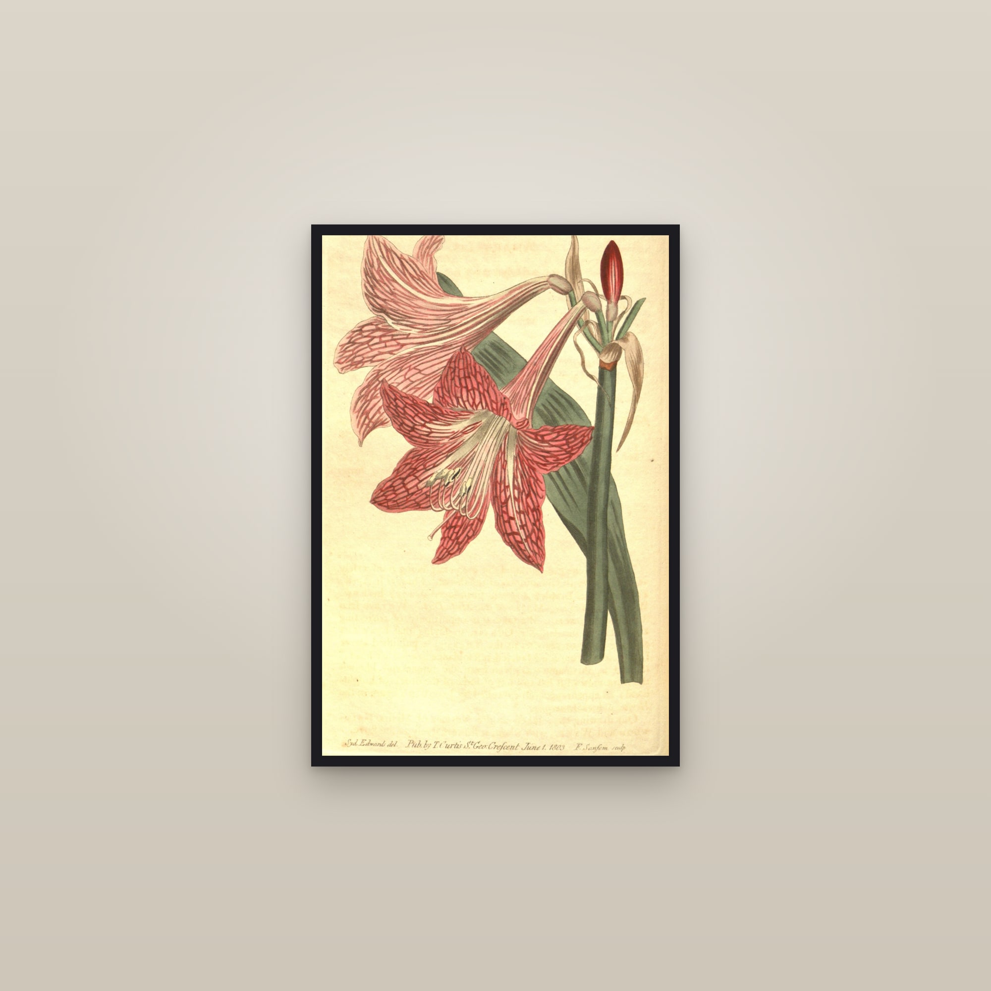 Netted Amaryllis — framed in a gallery setting
