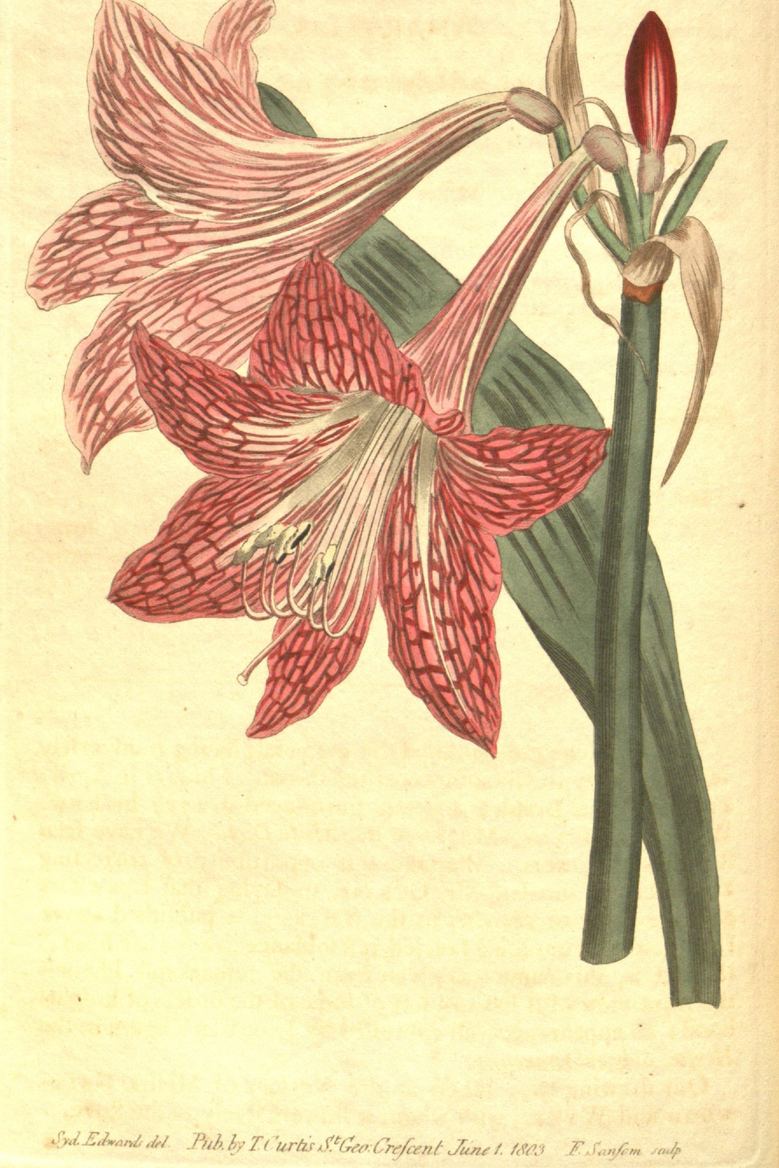 Netted Amaryllis