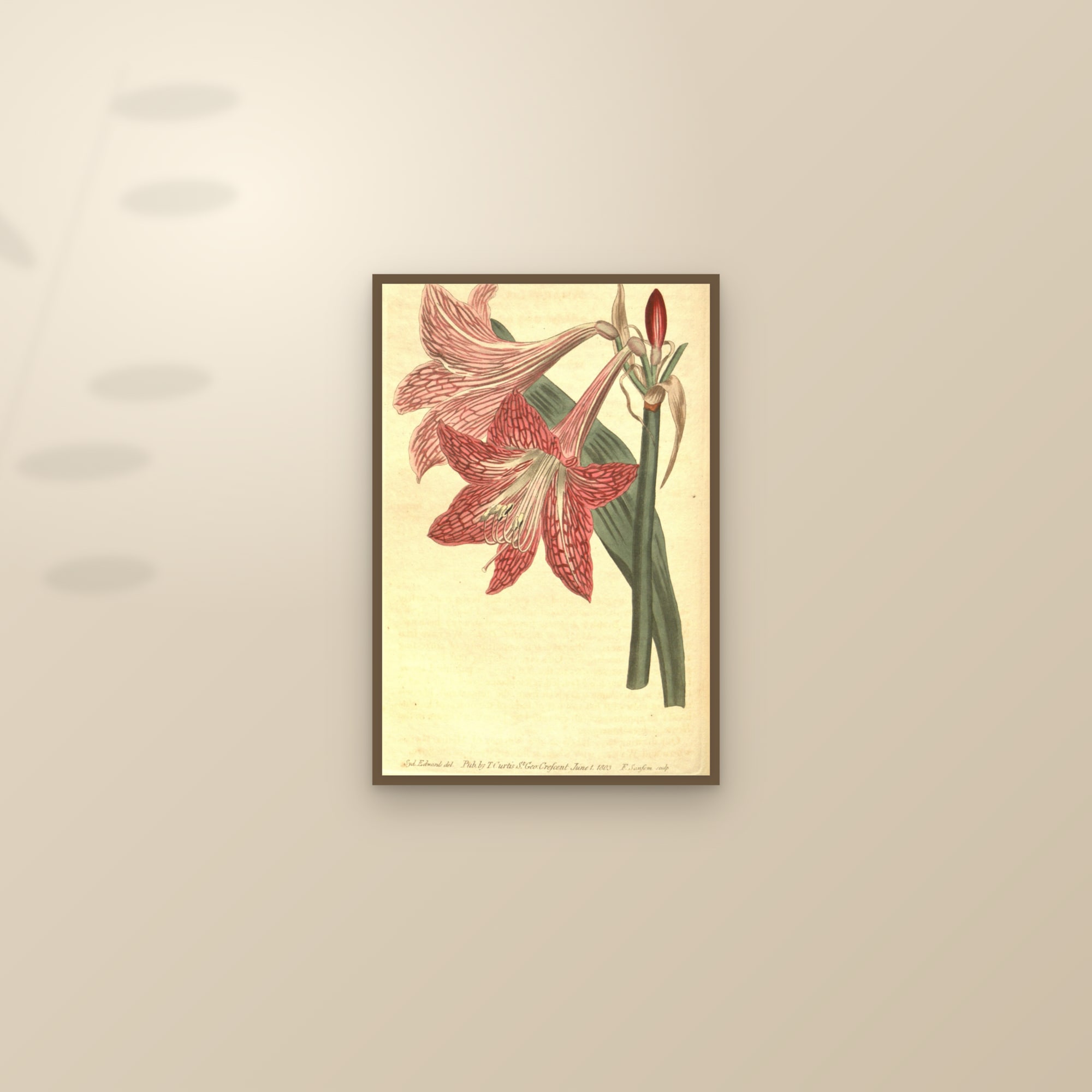 Netted Amaryllis — framed and styled on a sunlit wall