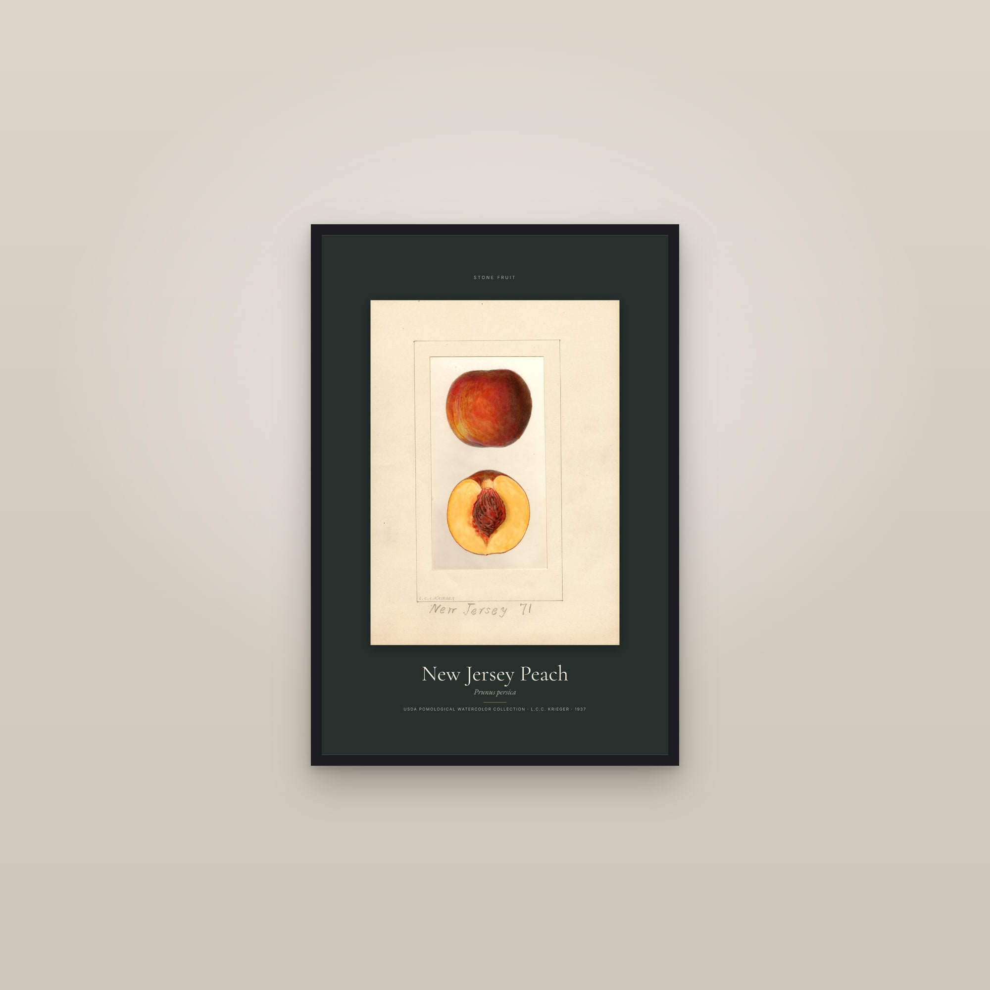 New Jersey Peach — Specimen — framed in a gallery setting
