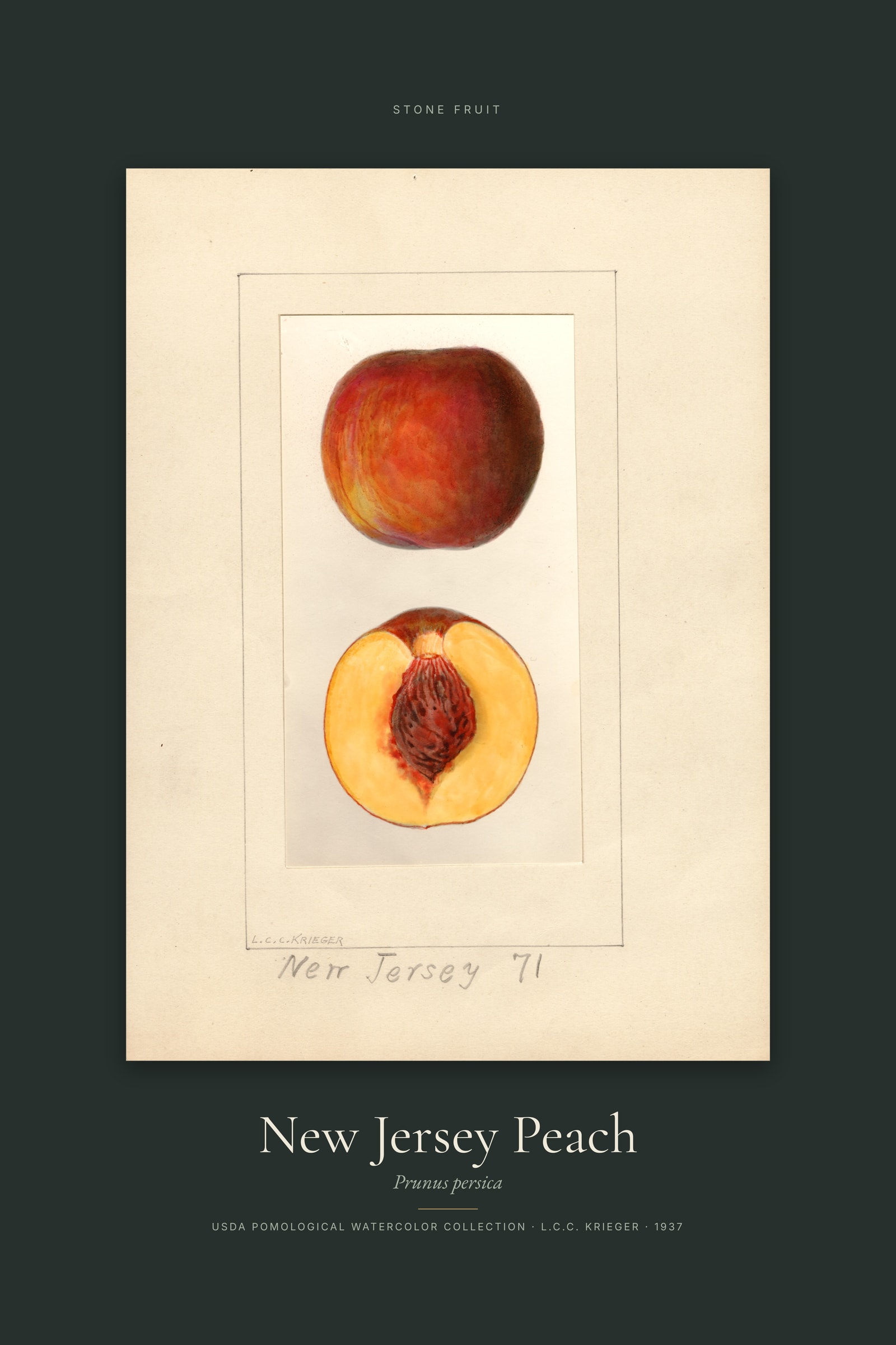 New Jersey Peach — Specimen