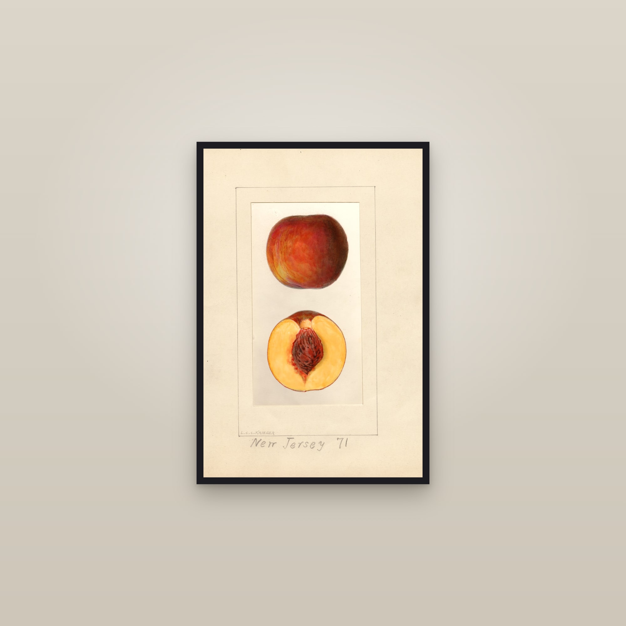 New Jersey Peach — framed in a gallery setting