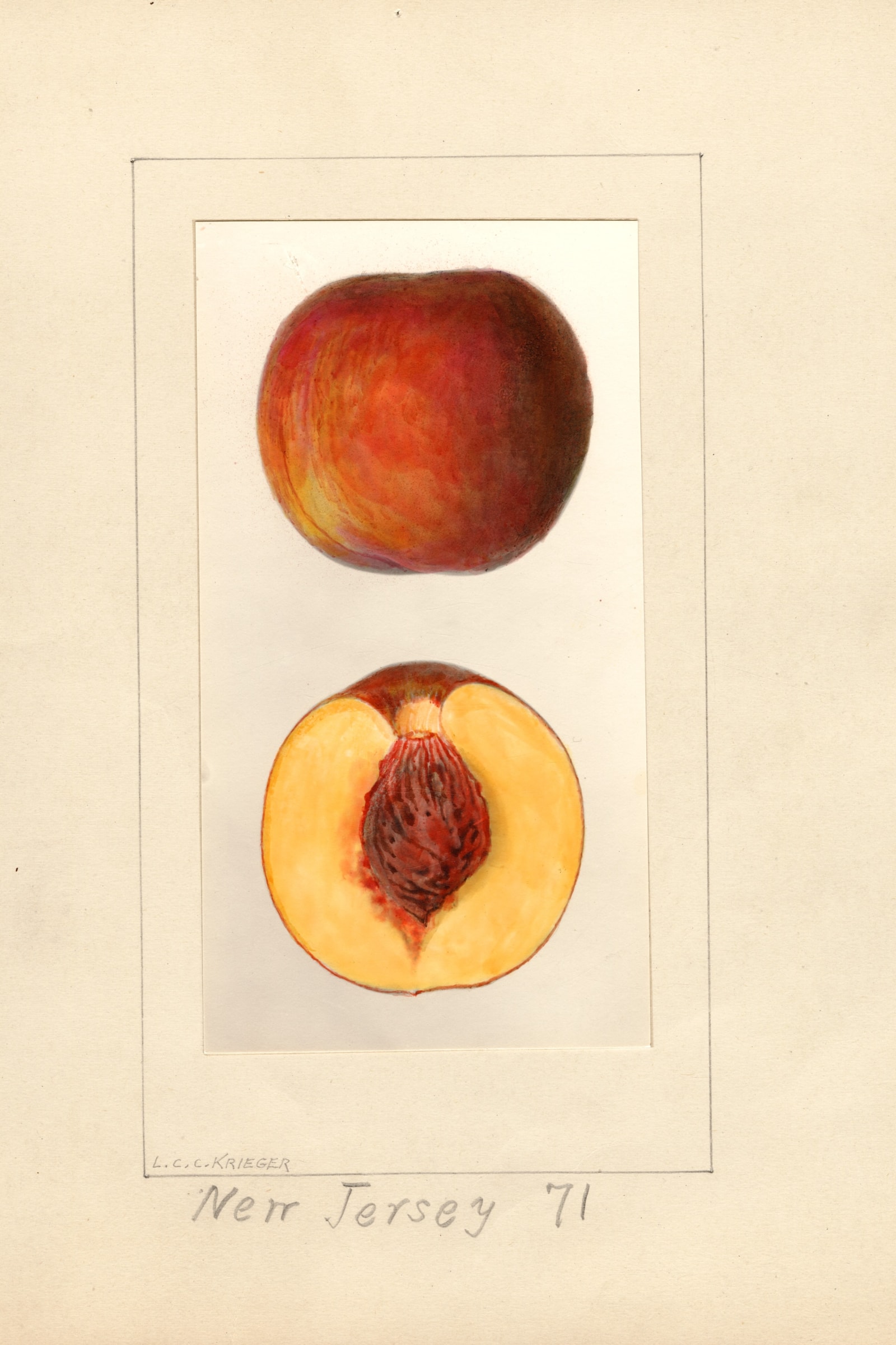 New Jersey Peach