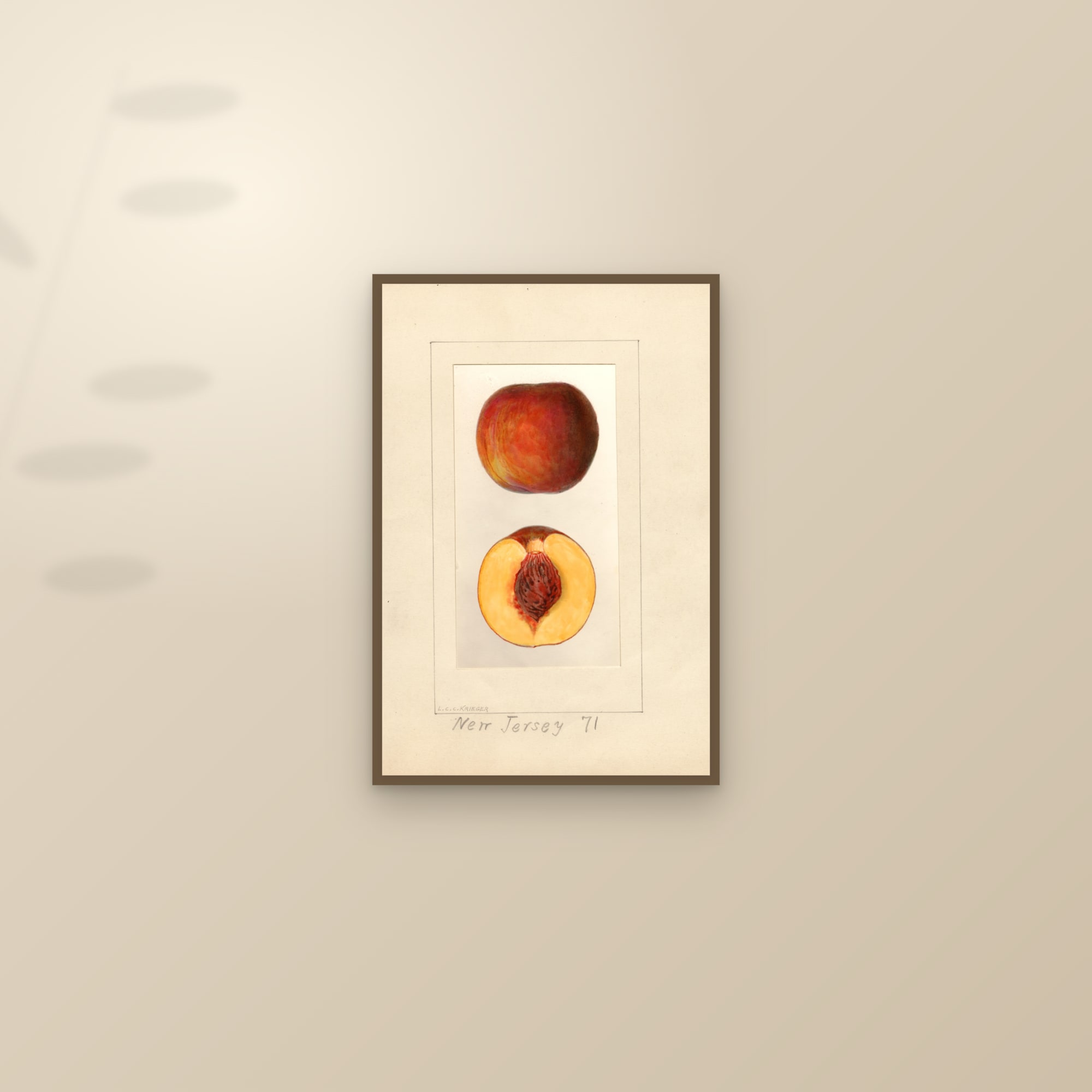 New Jersey Peach — framed and styled on a sunlit wall