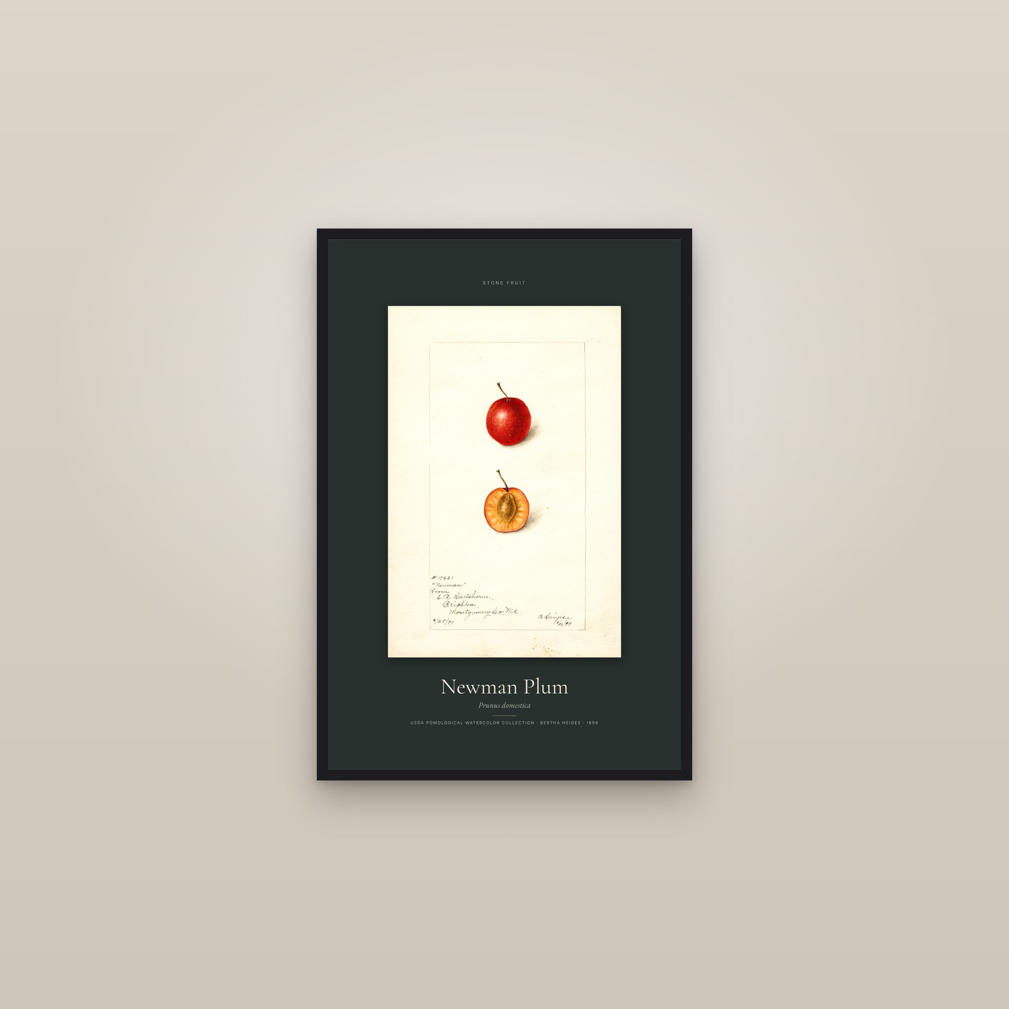 Newman Plum — Specimen — framed in a gallery setting