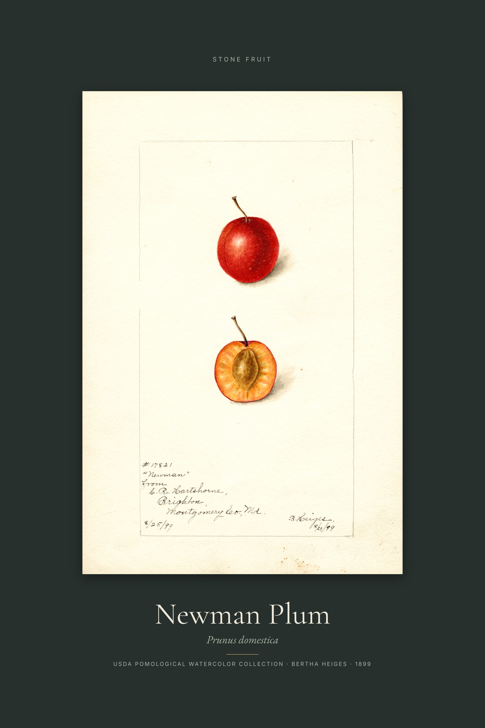 Newman Plum — Specimen