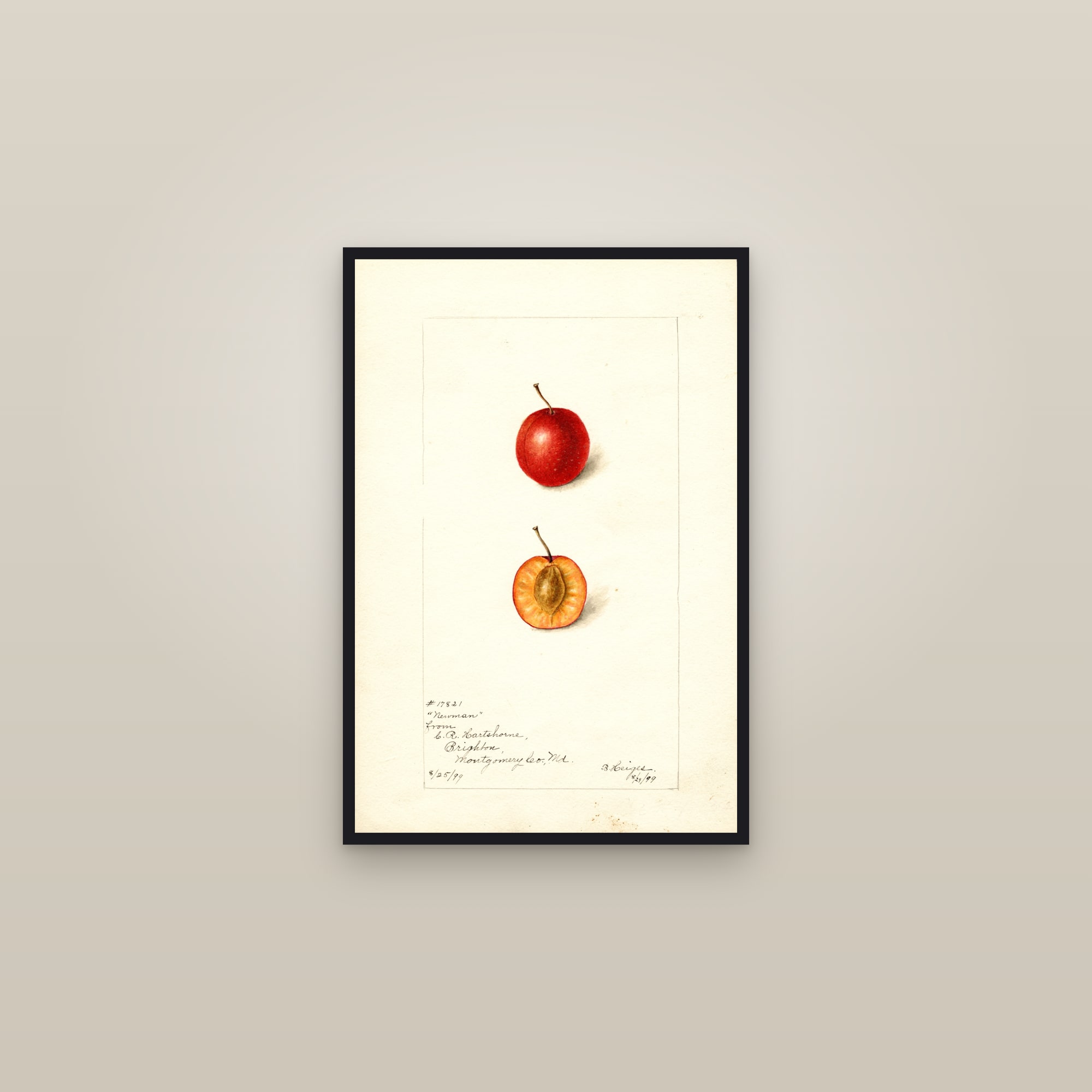 Newman Plum — framed in a gallery setting