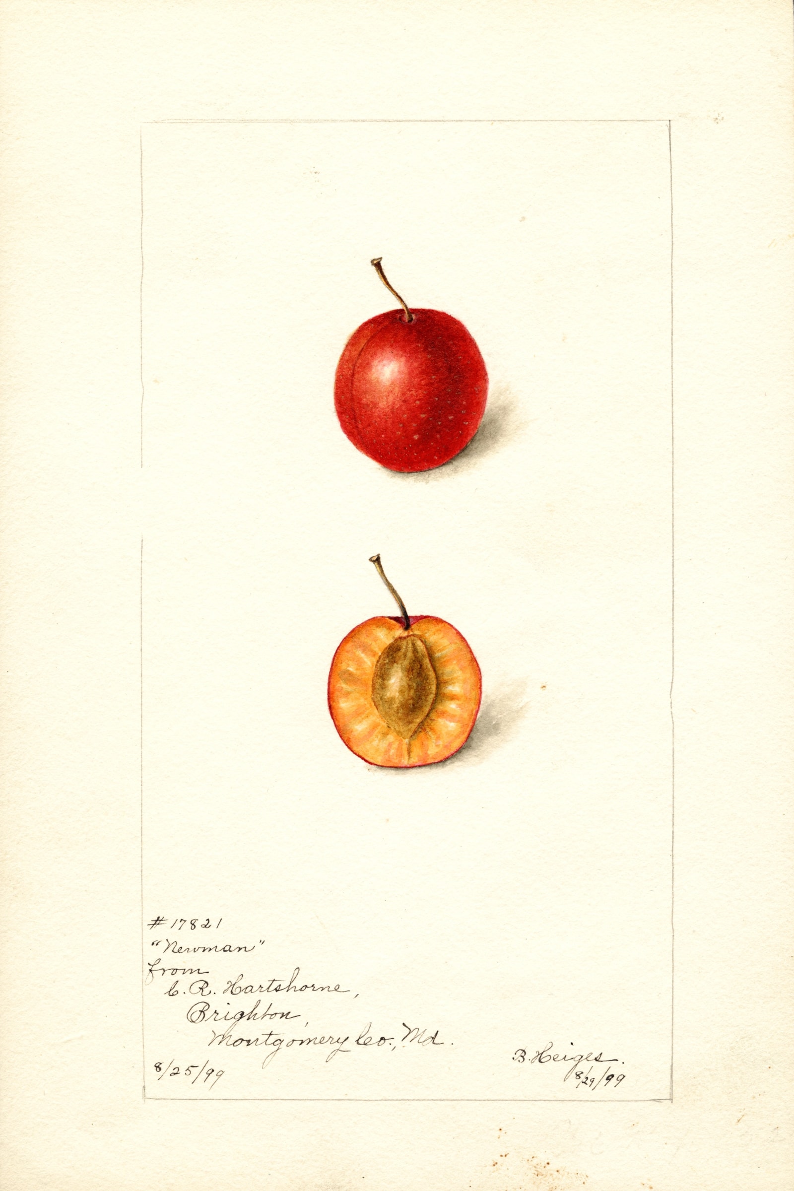 Newman Plum