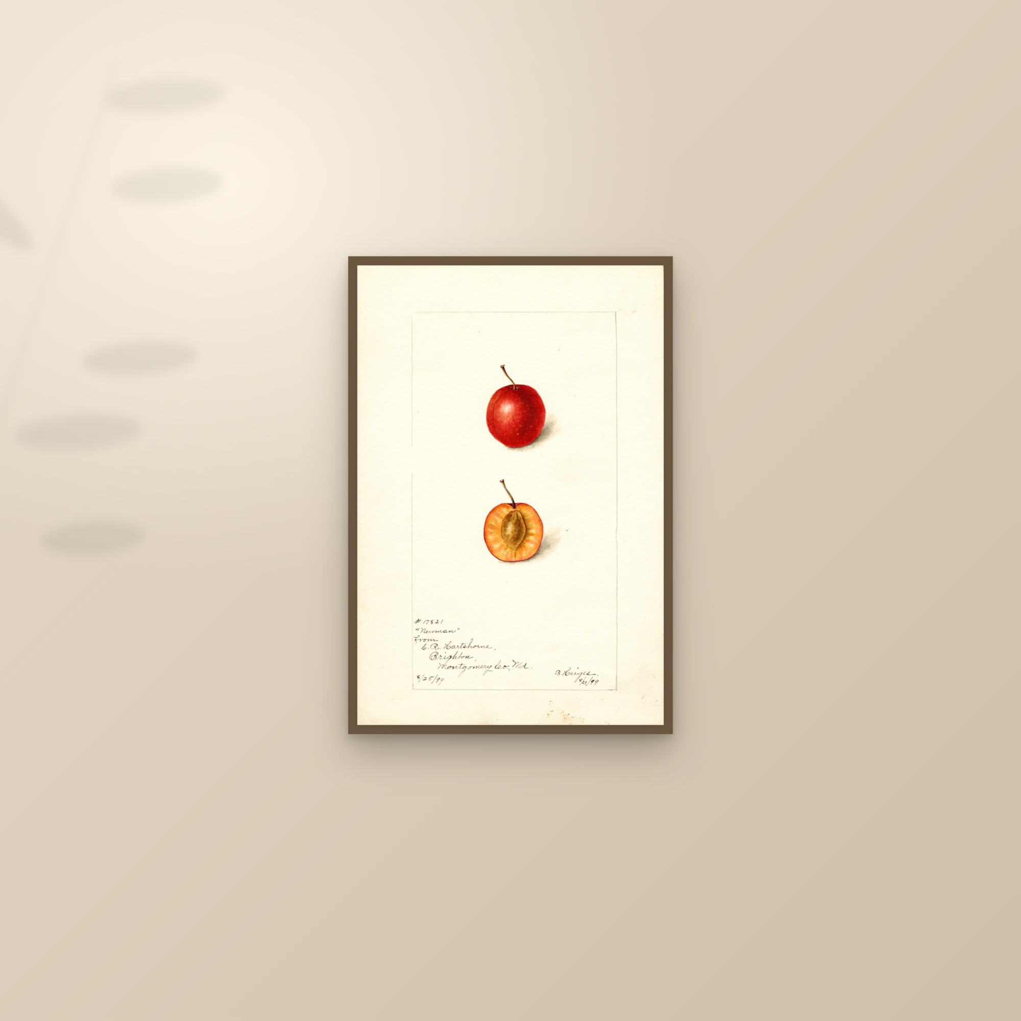 Newman Plum — framed and styled on a sunlit wall