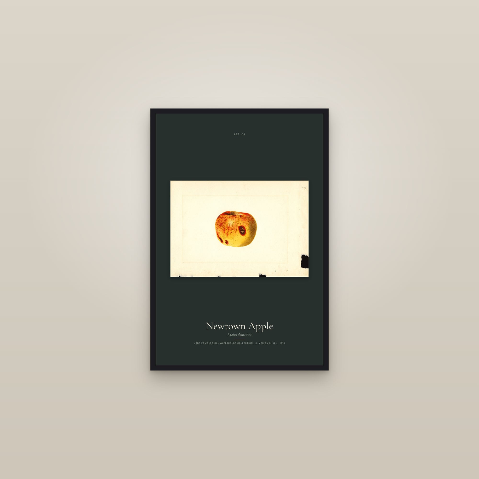Newtown Apple — framed in a gallery setting