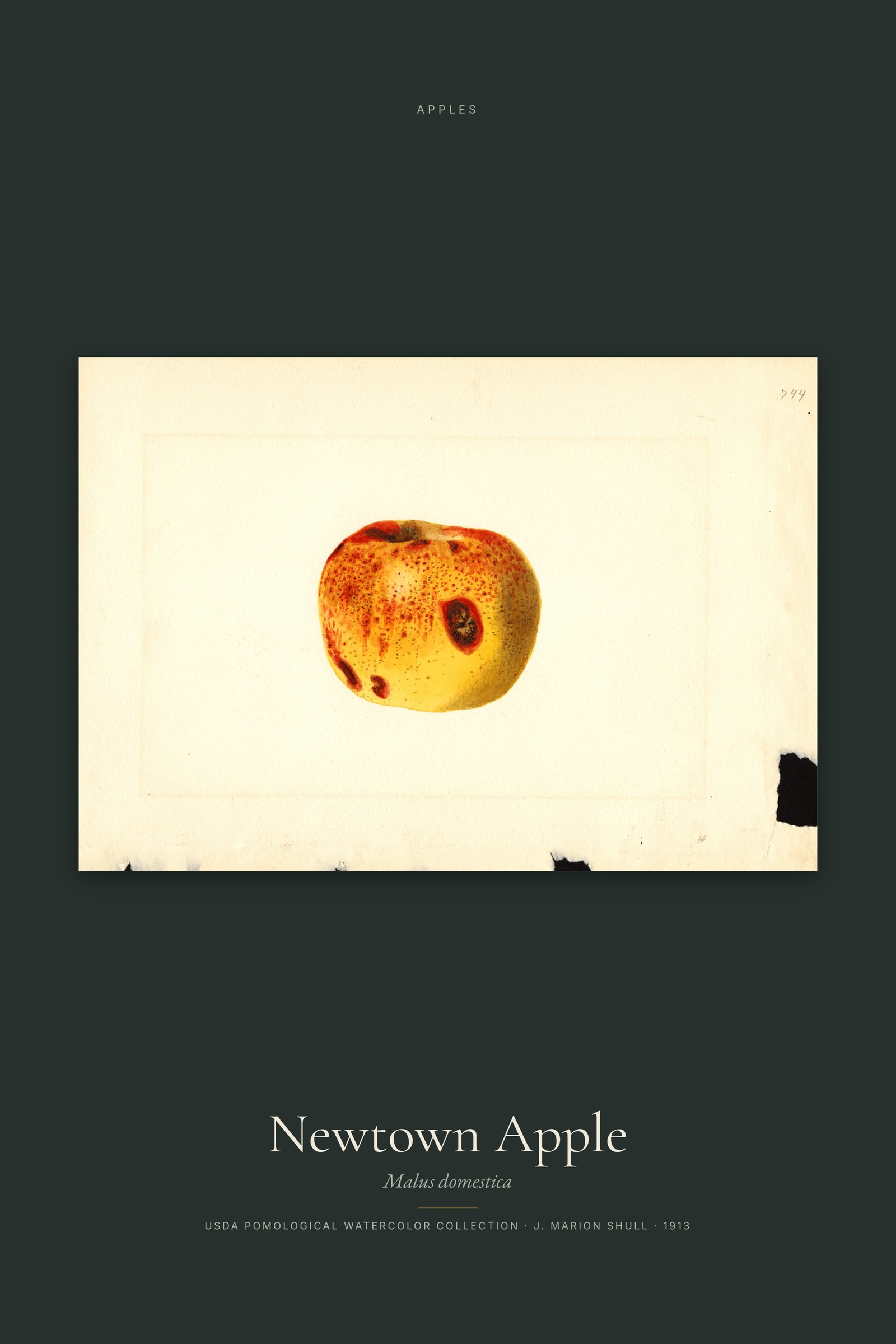 Newtown Apple